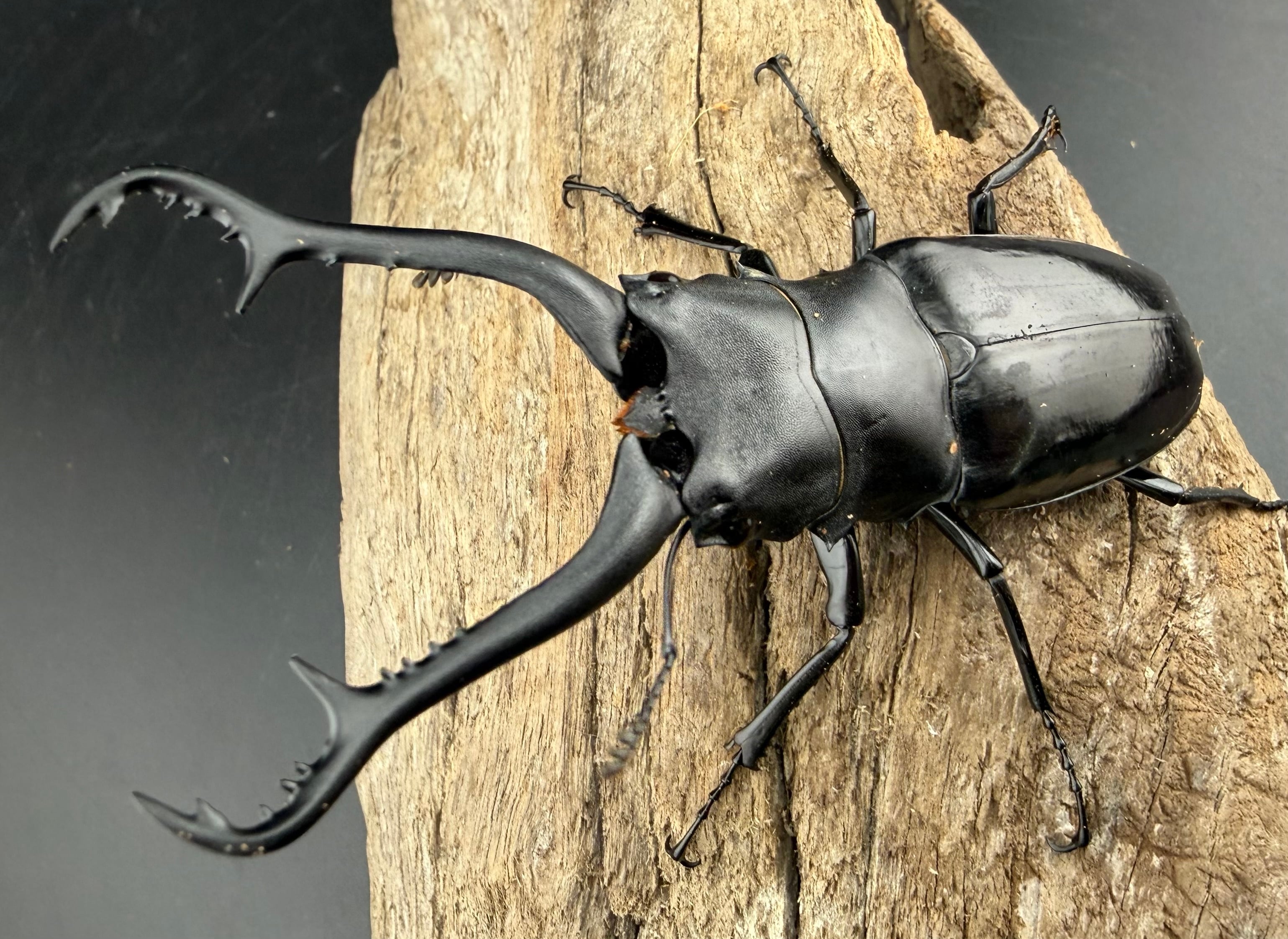 WD】《 ギラファノコギリ亜種マキタイ NV.Lohong産 93mm ペア》 | KPW