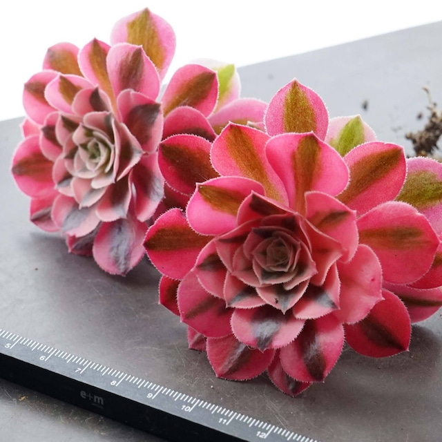 抜き苗 ピンクウィッチ Aeonium 'Pink Witch'