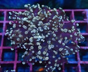 【現地買付】ParaDivisa ClearPink 3