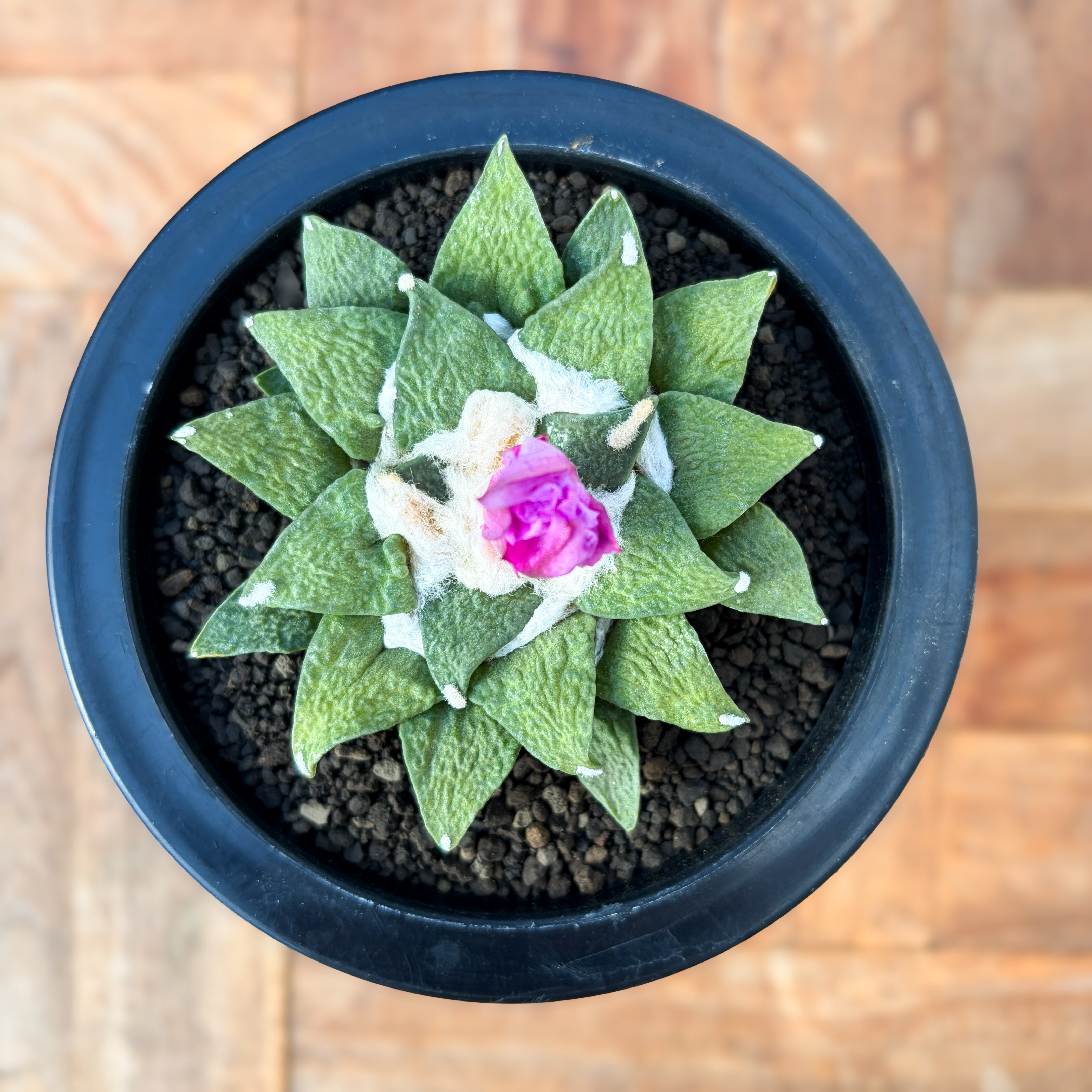 Ariocarpus kotschoubeyanus×furfuraceus【アリオカルプス・黒牡丹×花