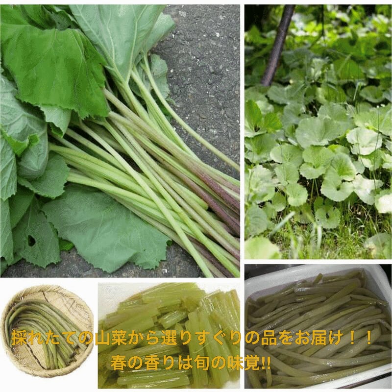 山形県産 フキ塩漬け 細め 5kg (1kg×5袋)塩蔵　山ふき　蕗　山菜　野菜 山形県産 フキ塩漬け 細め 5kg (1kg×5袋)塩蔵 山ふき 蕗 山菜
