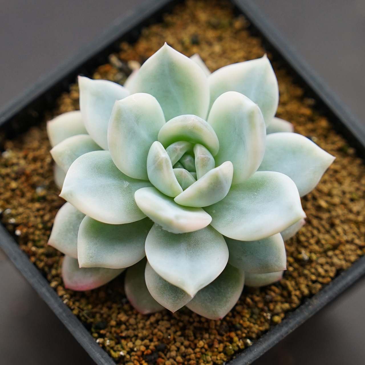 モンロー錦 Echeveria 'Monroe Variegated'