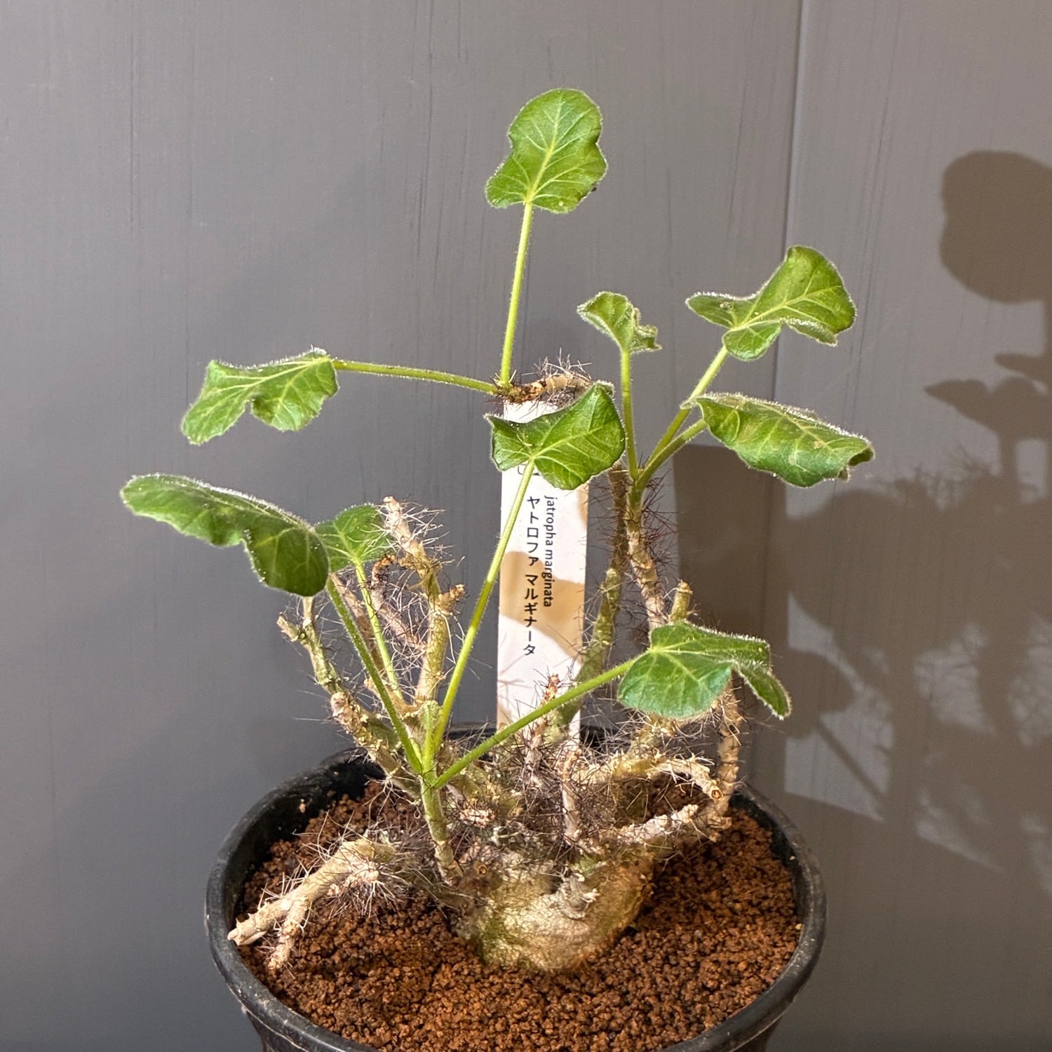 ヤトロファ　マルギナータ　沖縄実生　塊根 新着3日限定10%OFF】ヤトロファ マルギナータ【753】 | PROTOLEAF