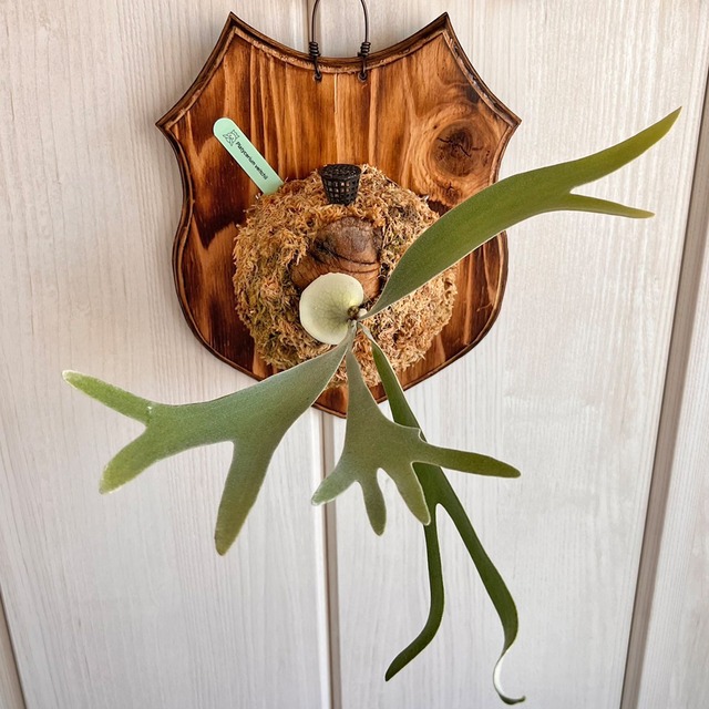 ビカクシダ ベイチー 板付 【観葉植物 壁掛け コウモリラン】