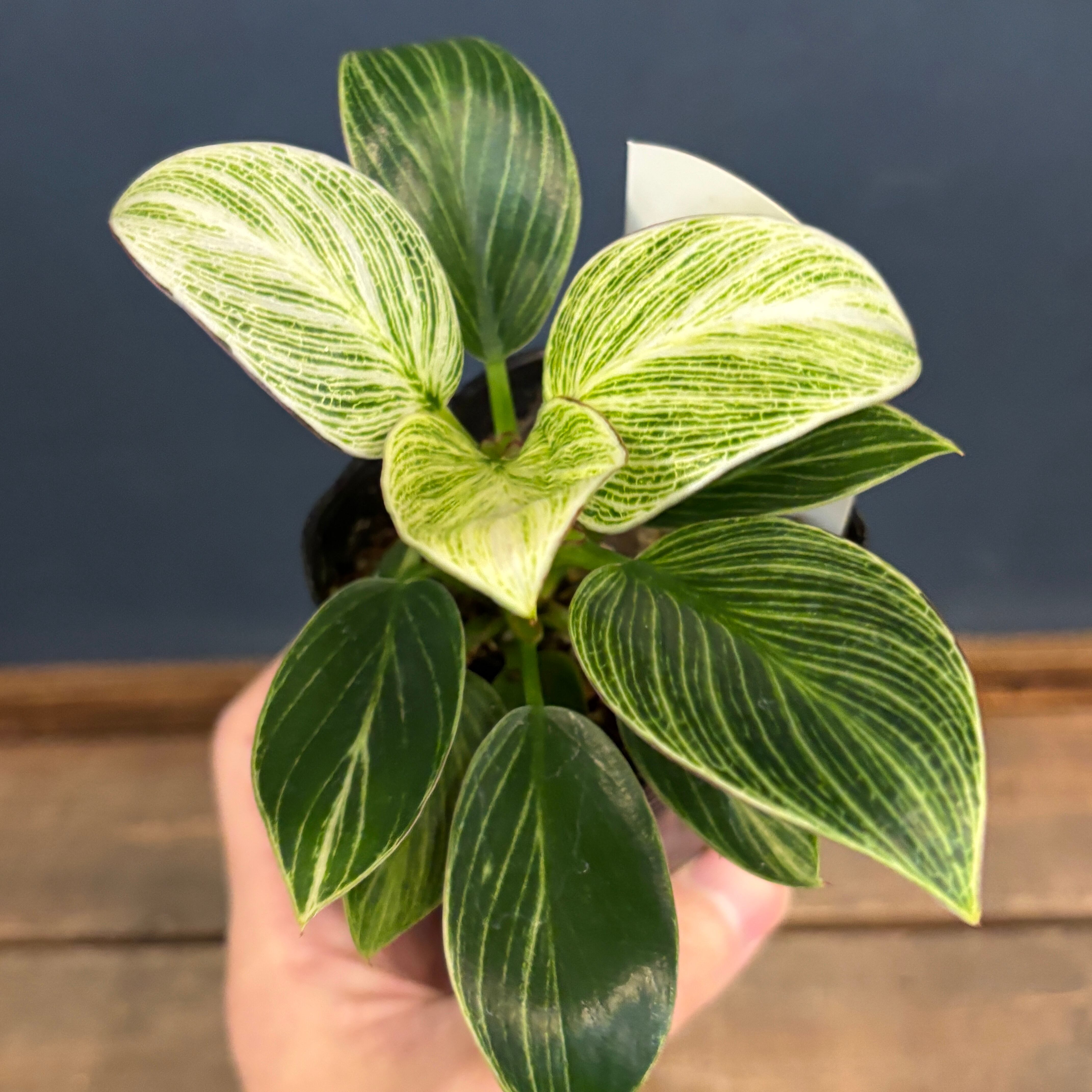 フィロデンドロン ペリドット【819】 | PROTOLEAF プロトリーフ