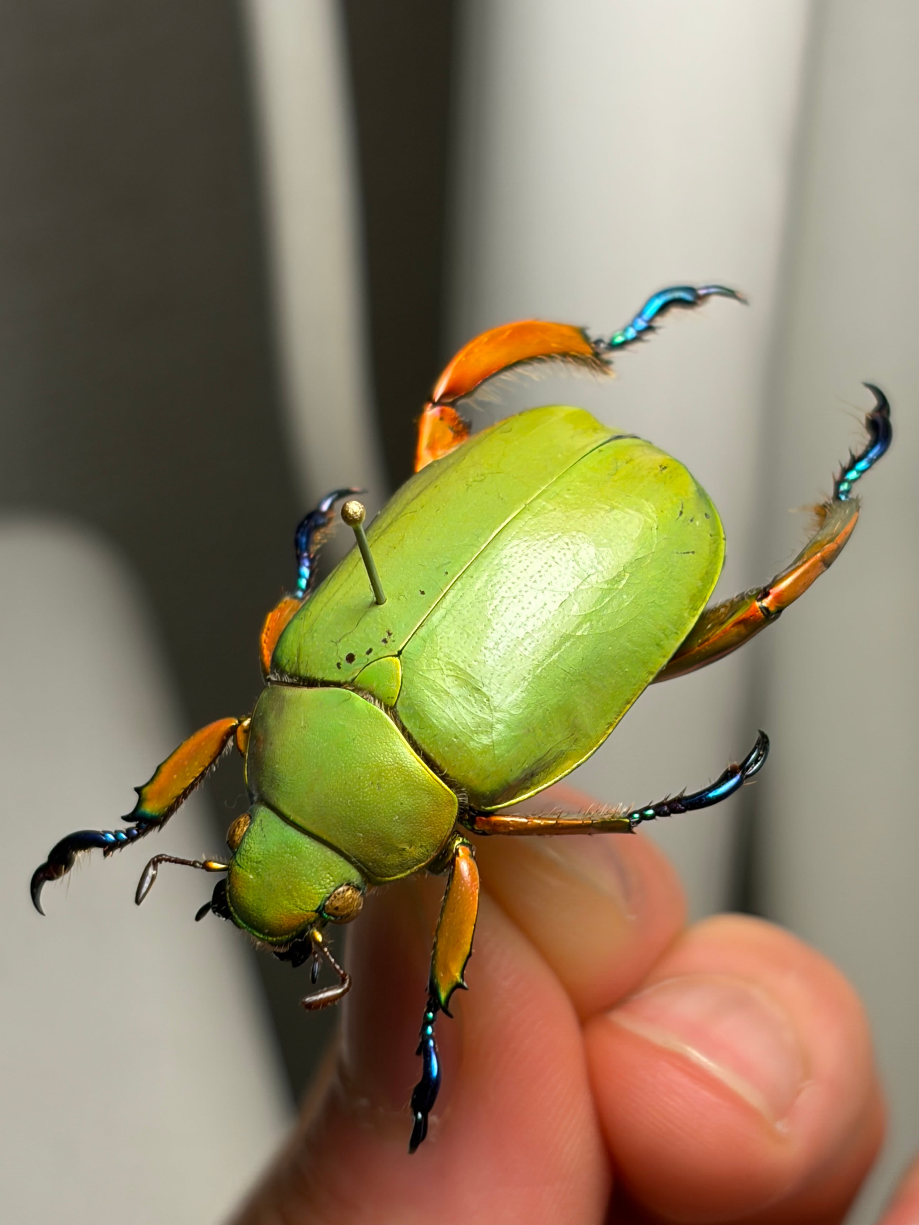 32mm】モモブトウグイスコガネ 標本 プラチナコガネ | オモニキチュウ