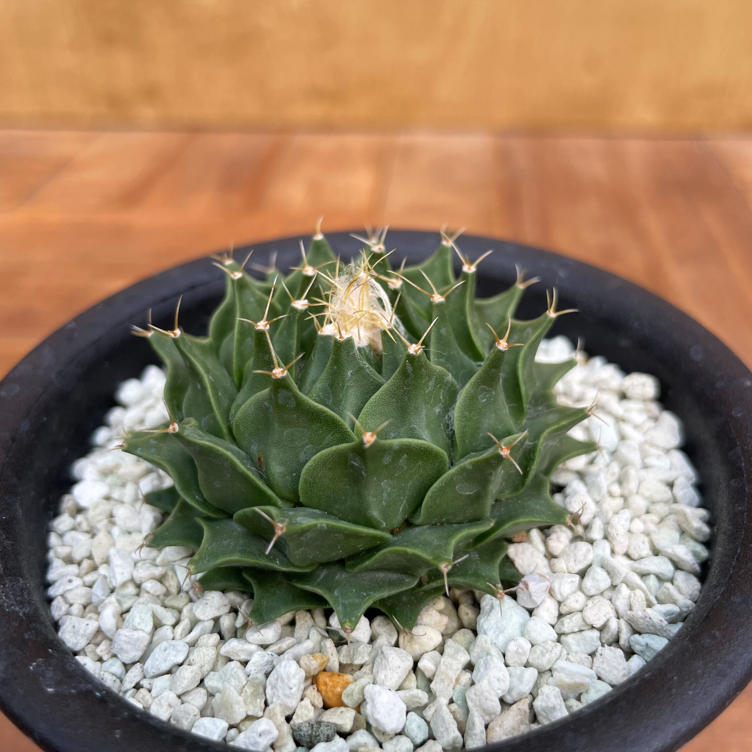 Obregonia denegrii【オブレゴニア・帝冠・実生】 | RIMO'S GREEN