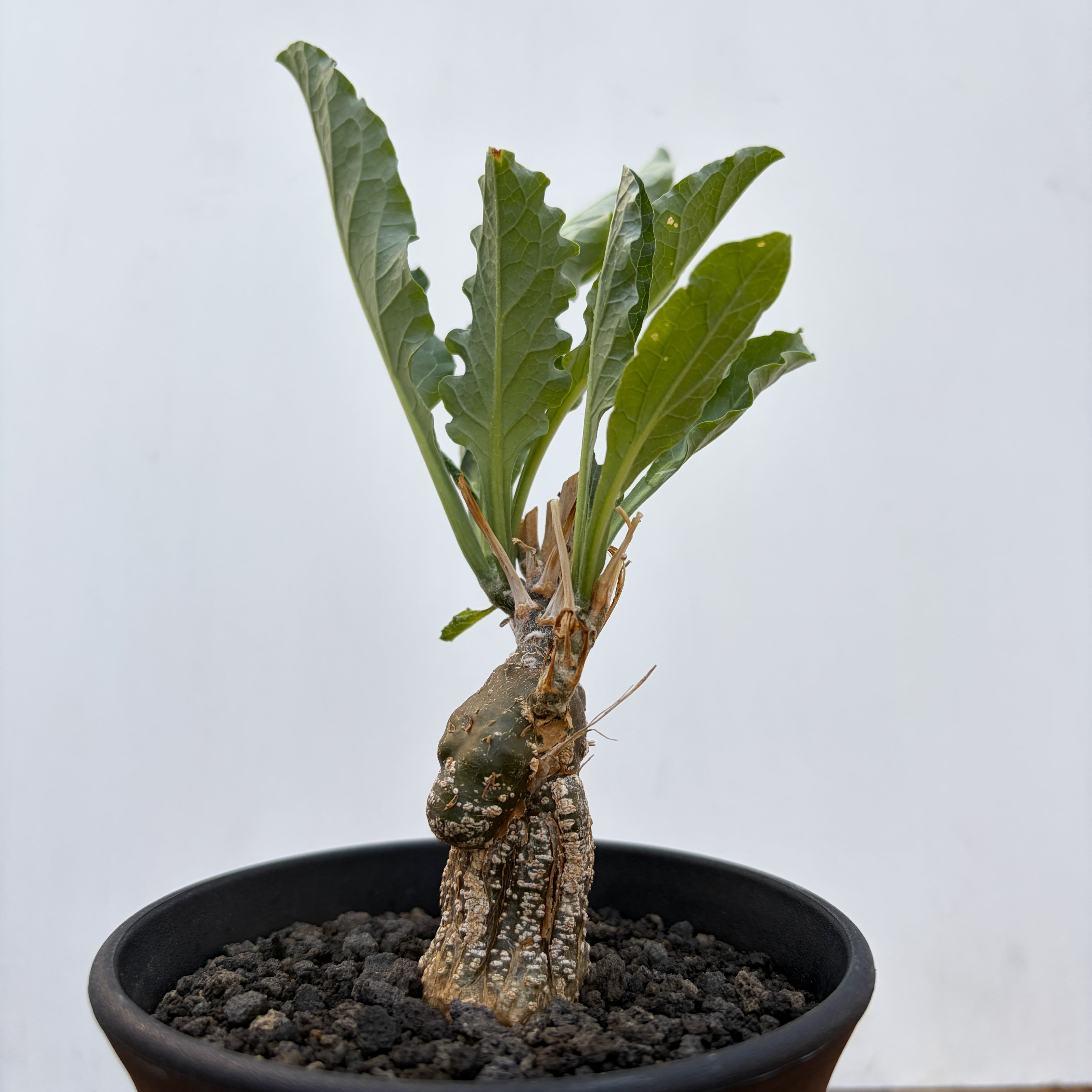 Cephalopentandra ecirrhosa【ケファロペンタンドラ・エキローサ