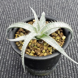 a0533_Dyckia marnier-lapostollei var. estevesii (Dutch Vandervort's Clone)：ディッキア・マルニエルラポストレイ・エステベシー（子株）