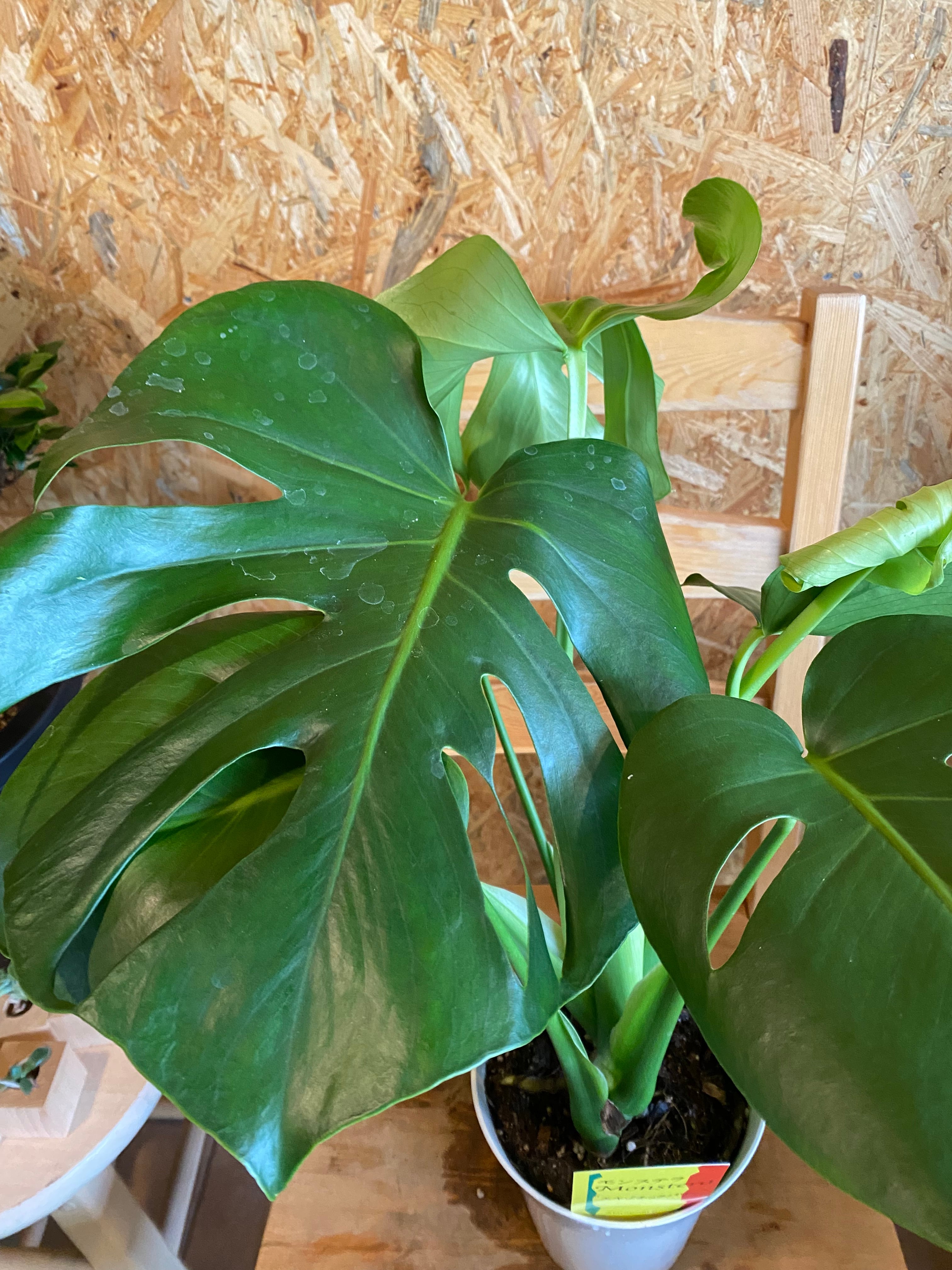 モンステラ H55cm W40cm 口径14cm | Garden Varejo