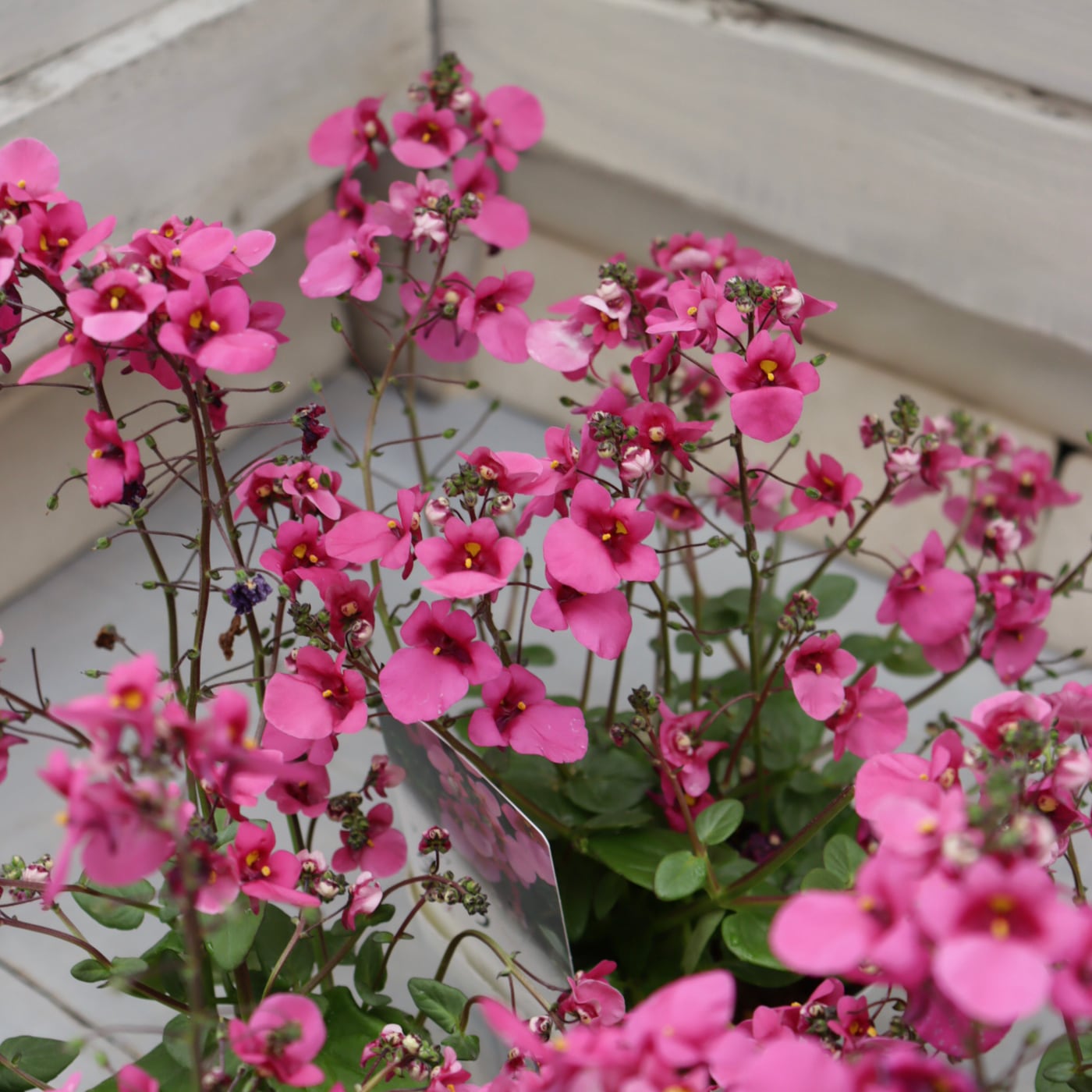 Green heartꕥオンラインショップ