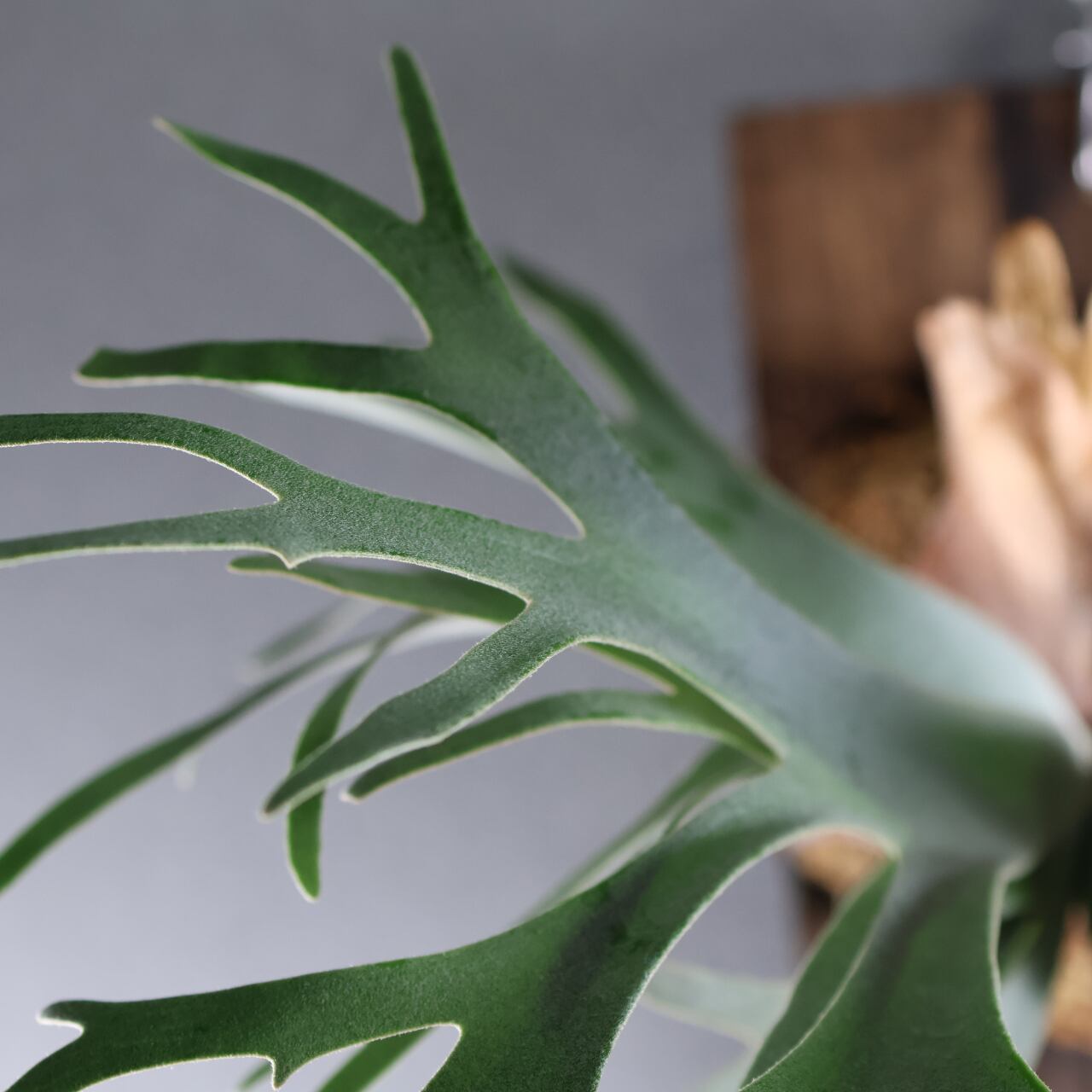 632『P.willinckii bacteria sporeling』観葉植物【送料無料】 | MARX