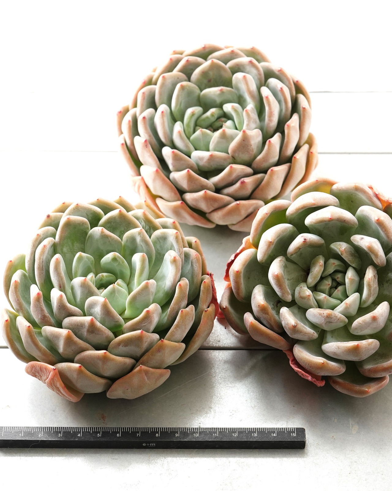 発根済カット苗 白無常 XL Echeveria 'White Useless'