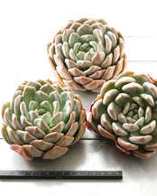 発根済カット苗 白無常 XL Echeveria 'White Useless'