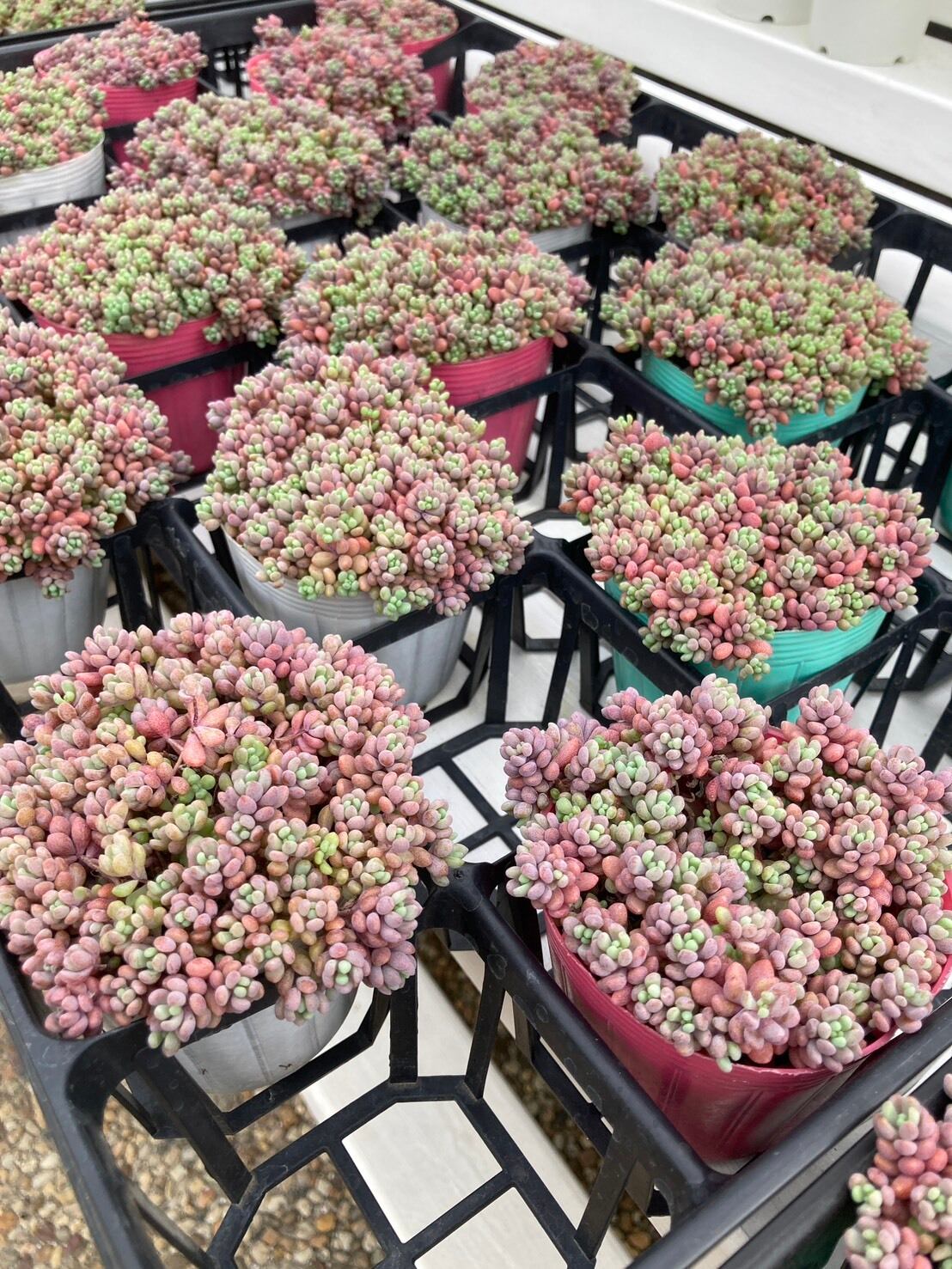 パープルヘイズ「ストロベリーカラー」 | 多肉植物研究所