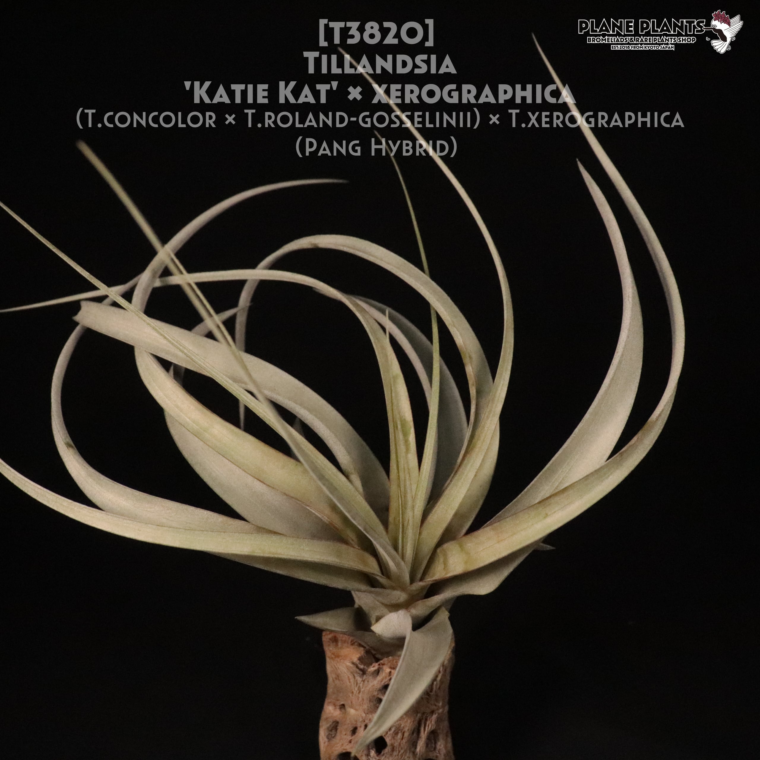 送料無料】'Katie Kat' × xerographica〔エアプランツ〕現品発送T3820