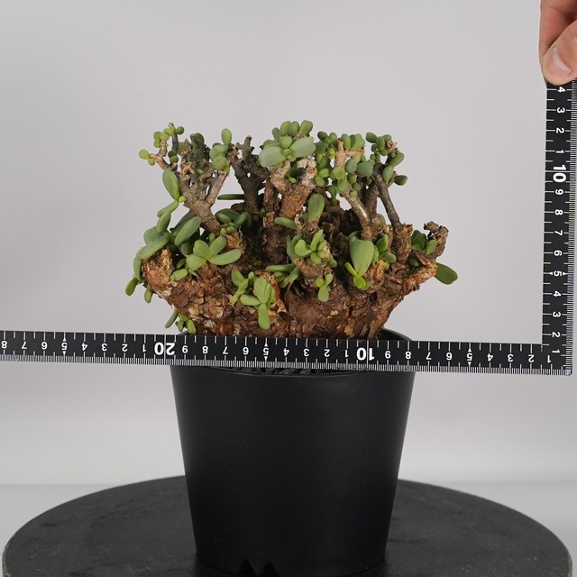 F62 ケラリア ピグマエア 発根済み 現地球