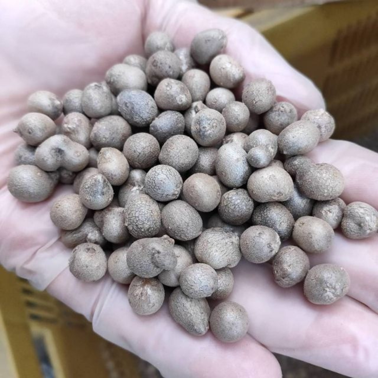 鳥取県産　むかご　S　1cm未満　500g　ムカゴ　ネコポス　長芋