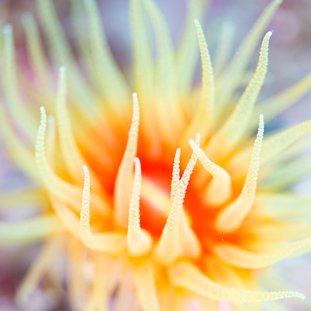 「Underwater Flower」