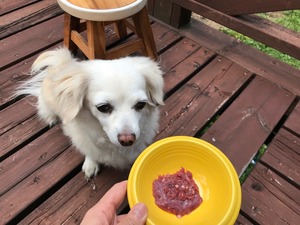 犬ごはん用信州鹿肉（ミンチ・冷凍）　