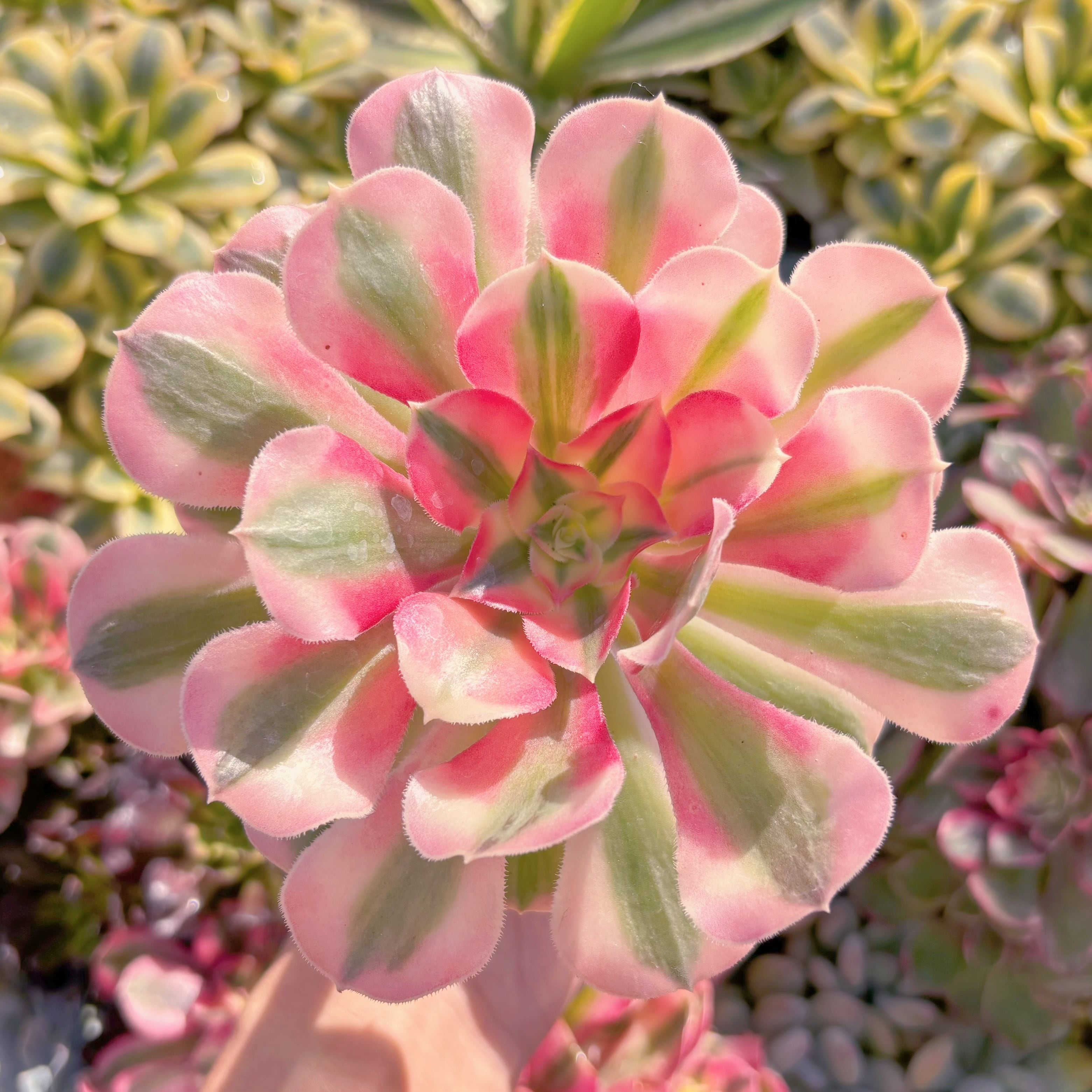 現品　アフラダイティ#524　群生　るる農園