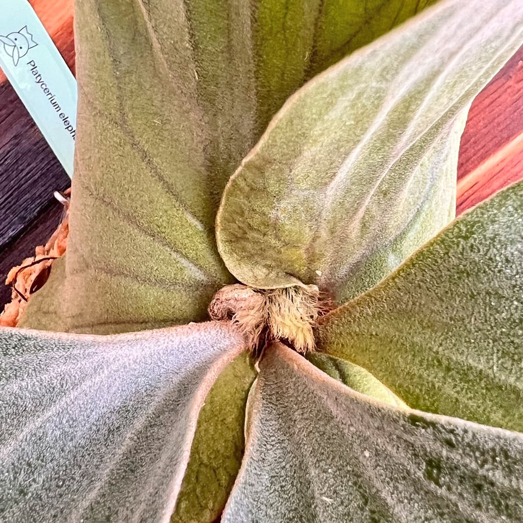 ビカクシダ エレファントティス 中株 板付 【観葉植物 壁掛け コウモリ