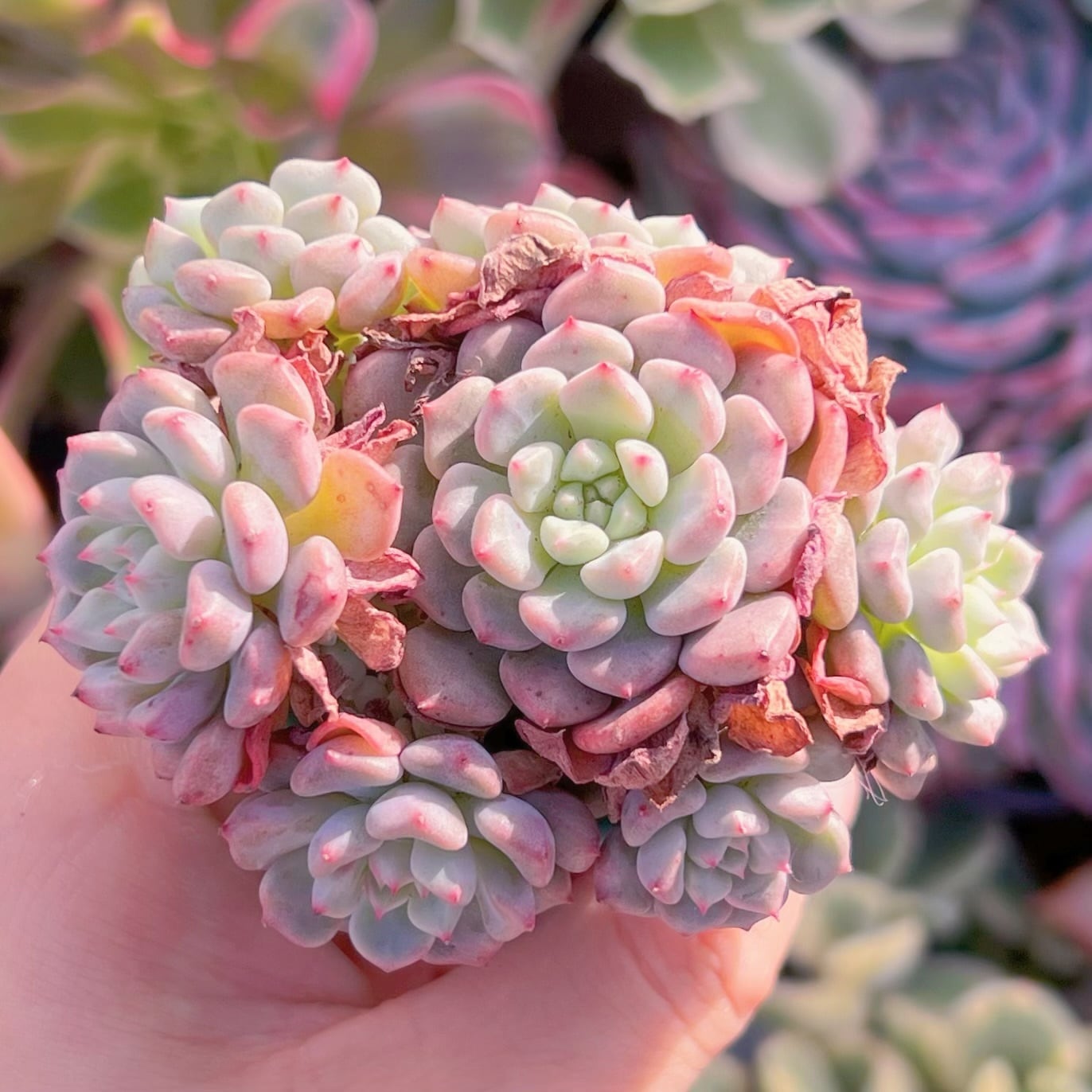 多肉植物　スノーピーチ　群生　新入荷　るる農園