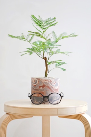 【M】エバーフレッシュ /Pithecellobium confertum ever fresh