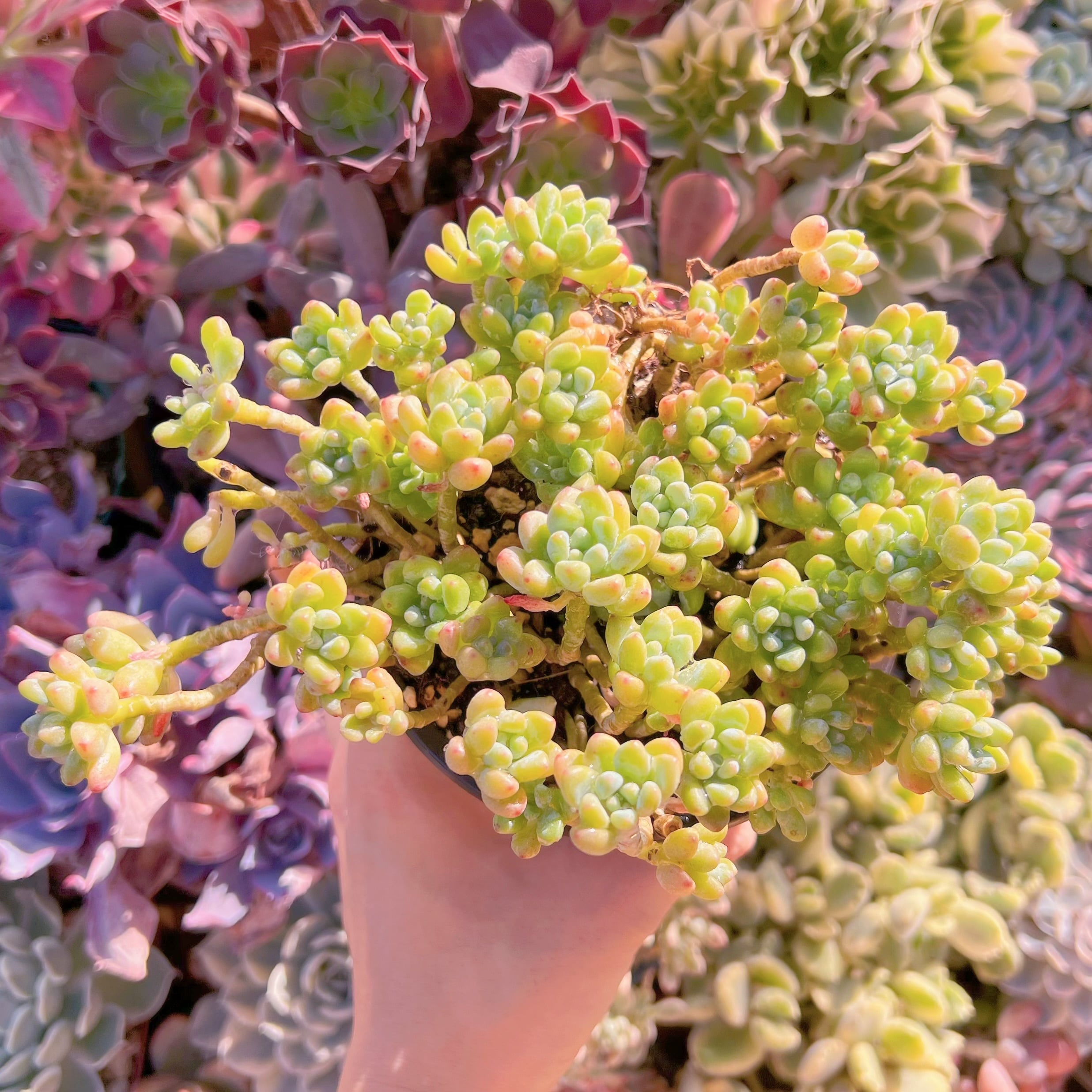 現品　ブルービーン#244   群生　新入荷　るる農園