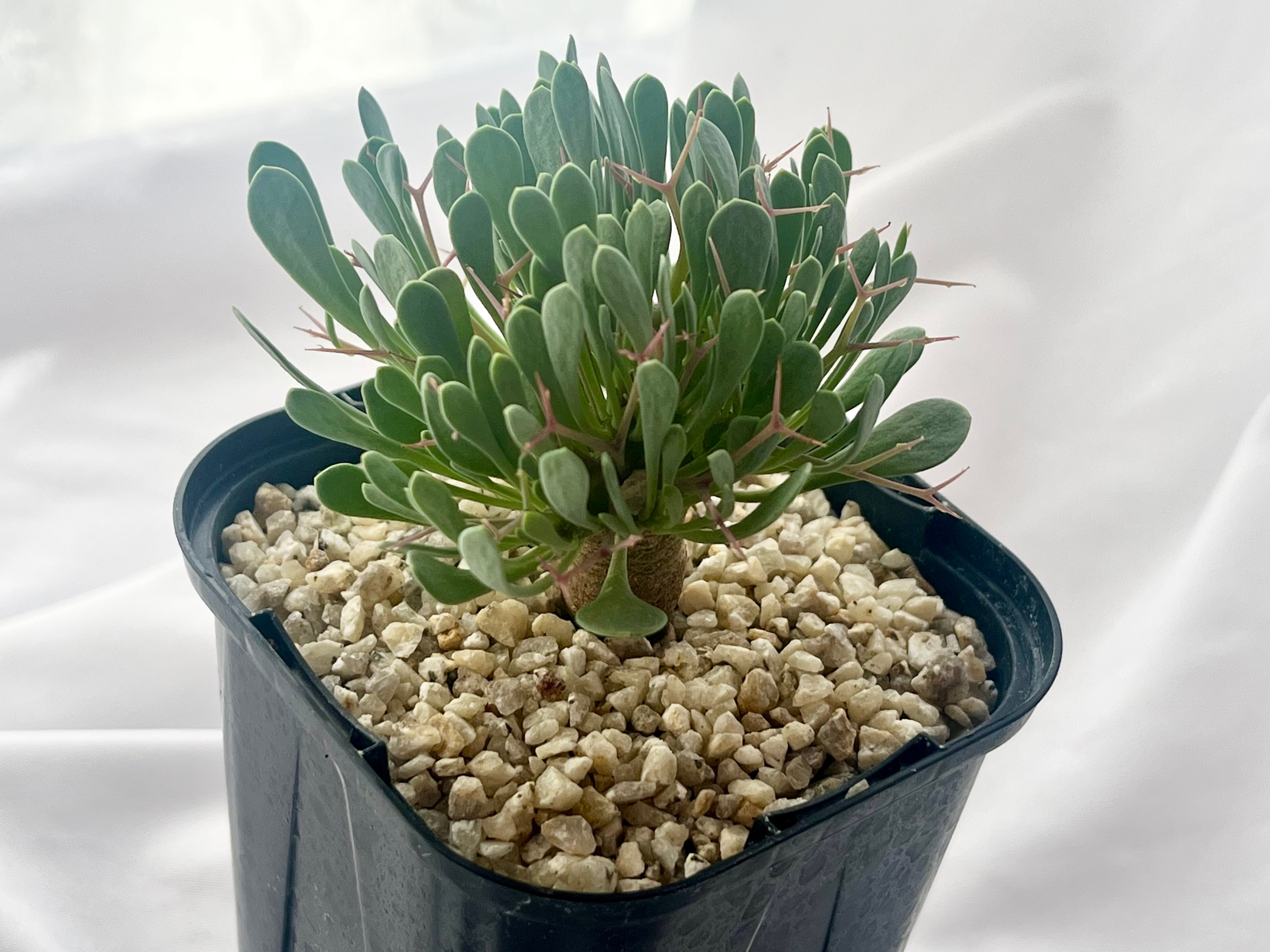 Othonna euphorbioides オトンナ ユーフォルビオイデス 黒鬼城 塊根