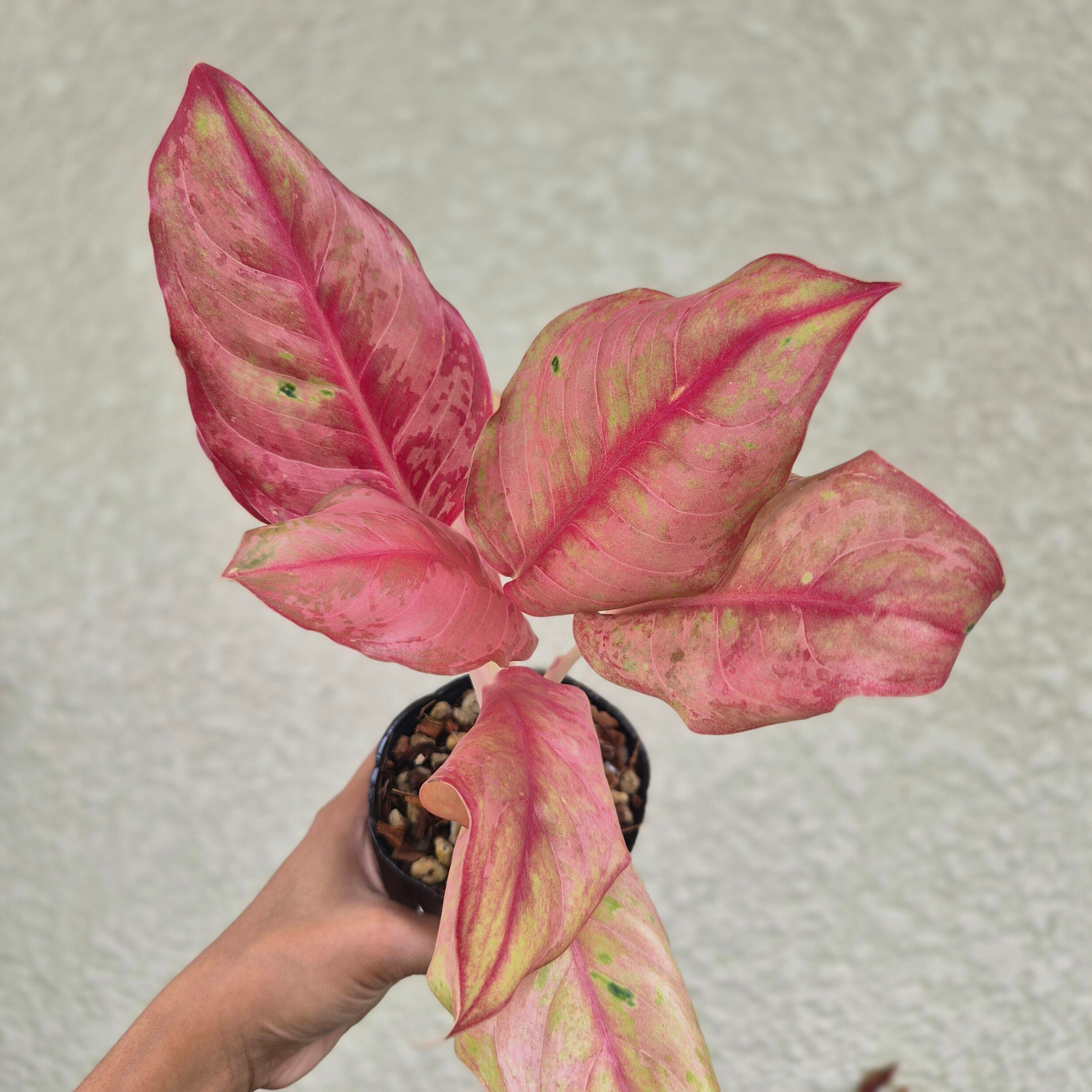 ①《Aglaonema Prakaipet Mutation》色変わり アグラオネマ プラカイペット・ミューテーション 観葉植物 /ポット発送