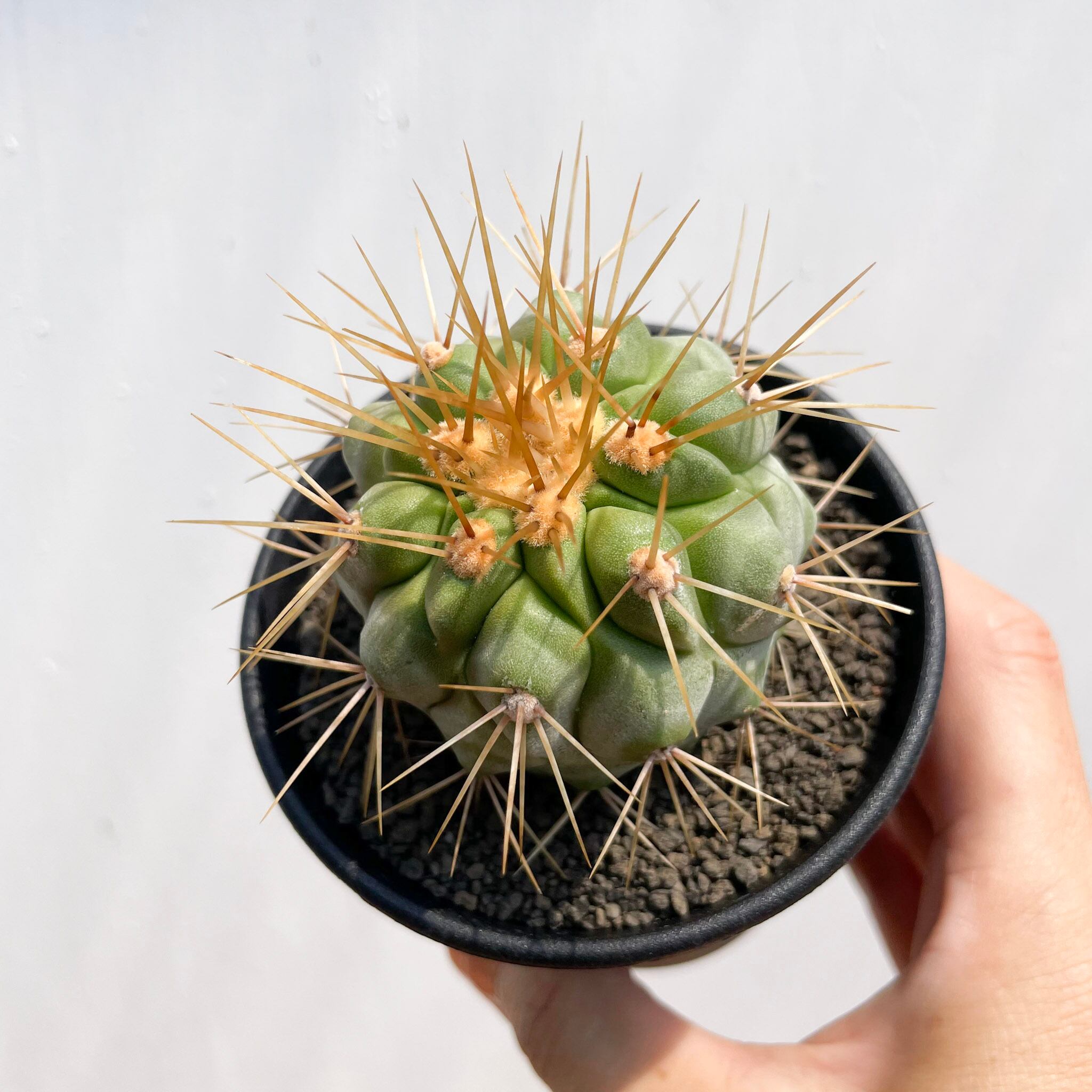 Copiapoa gigantea【コピアポア・ギガンティア・実生】 | RIMO'S GREEN