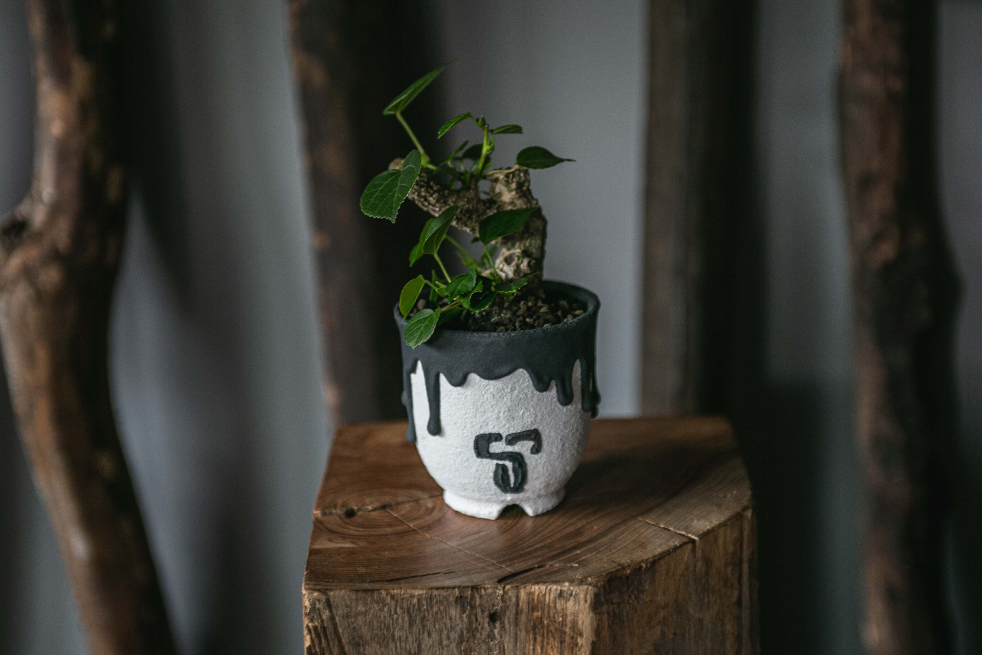 left botanical | 青坊主-aobouzu-