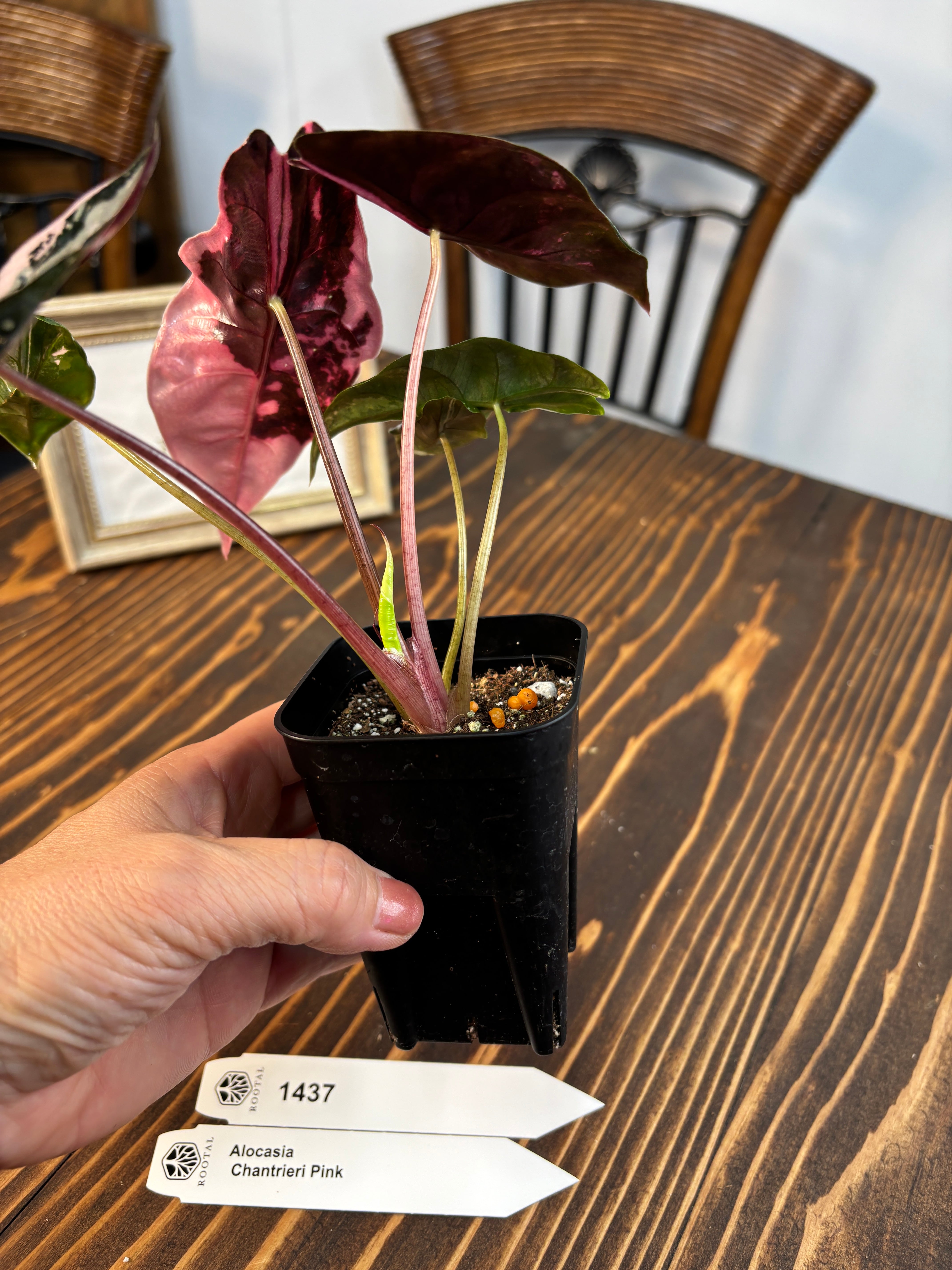 ☆1437【超希少種】アロカシア シャントリエリ ピンク（2.5号