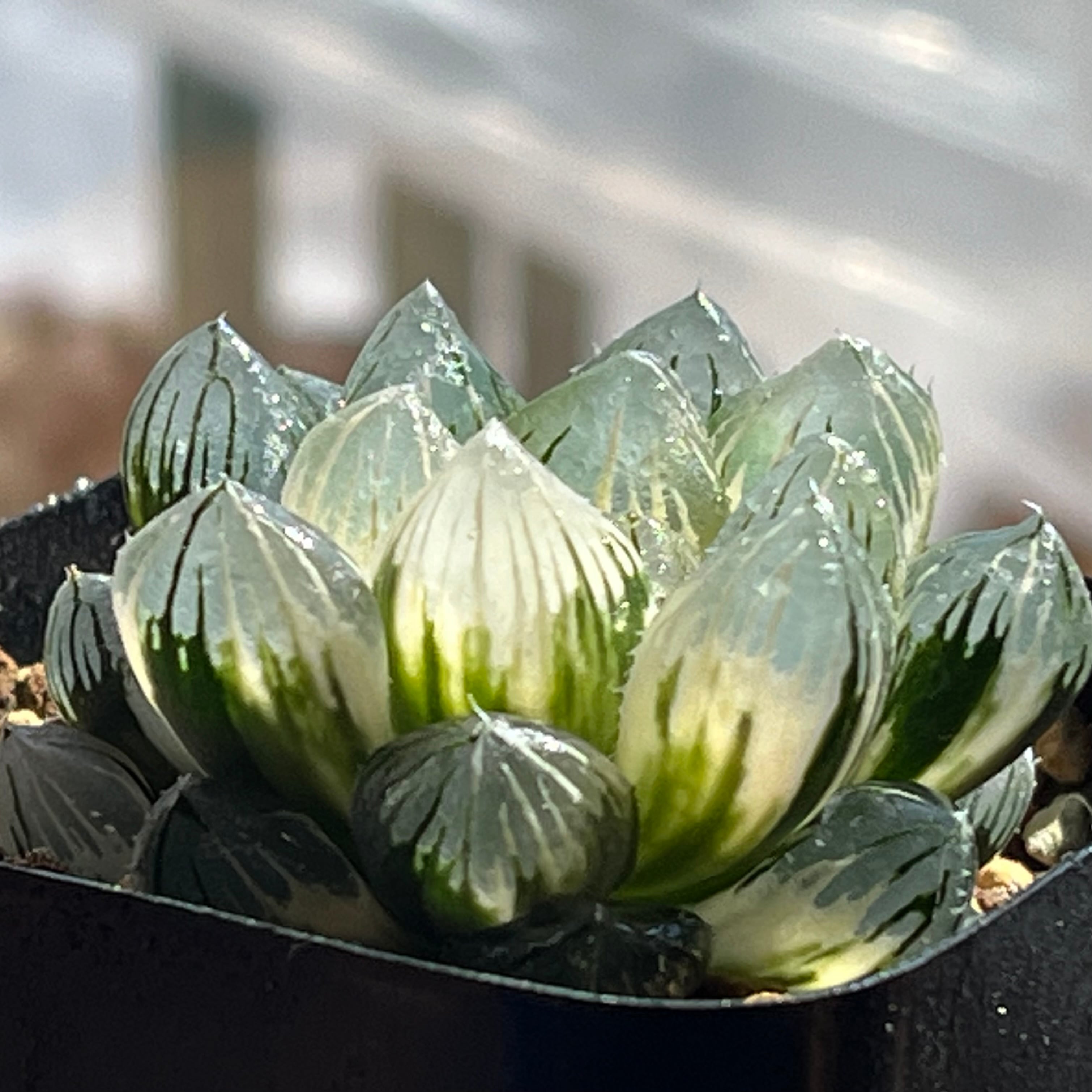 ハオルチア 竜爪 オブツーサ錦 | mocono_plants
