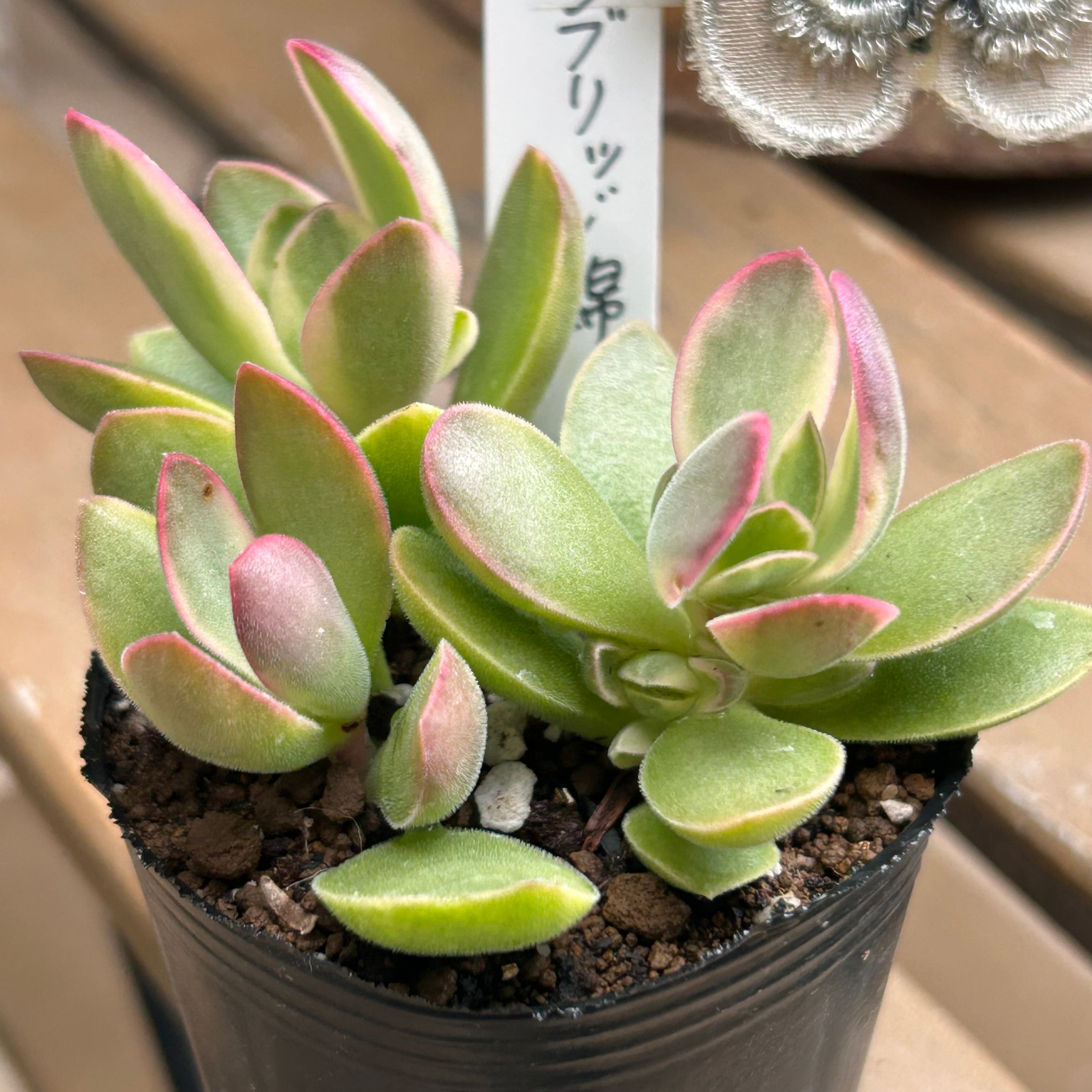 千葉県T様ご注文 ゴールデンブリッジ錦 | RuPo 多肉植物専門店