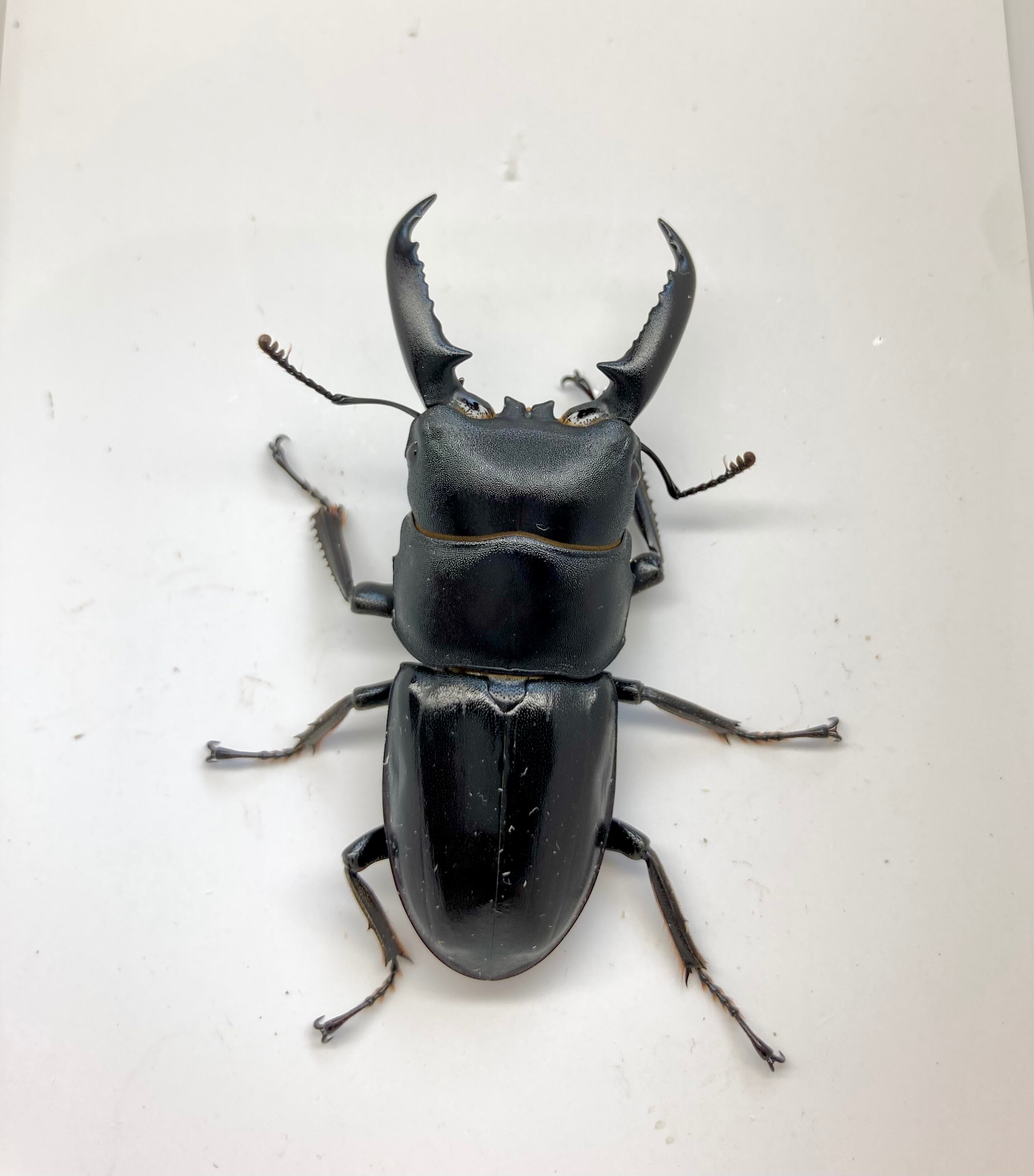 対馬産 オオクワガタ ♂65mmペア (WF1) | つしまのむし