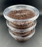 《マルスゾウカブト 幼虫3頭セット》