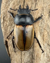 【WD】《カステルナウディツヤ 78mm ペア》