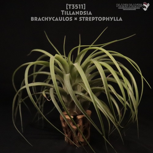 【送料無料】brachycaulos x streptophylla〔エアプランツ〕現品発送T3511