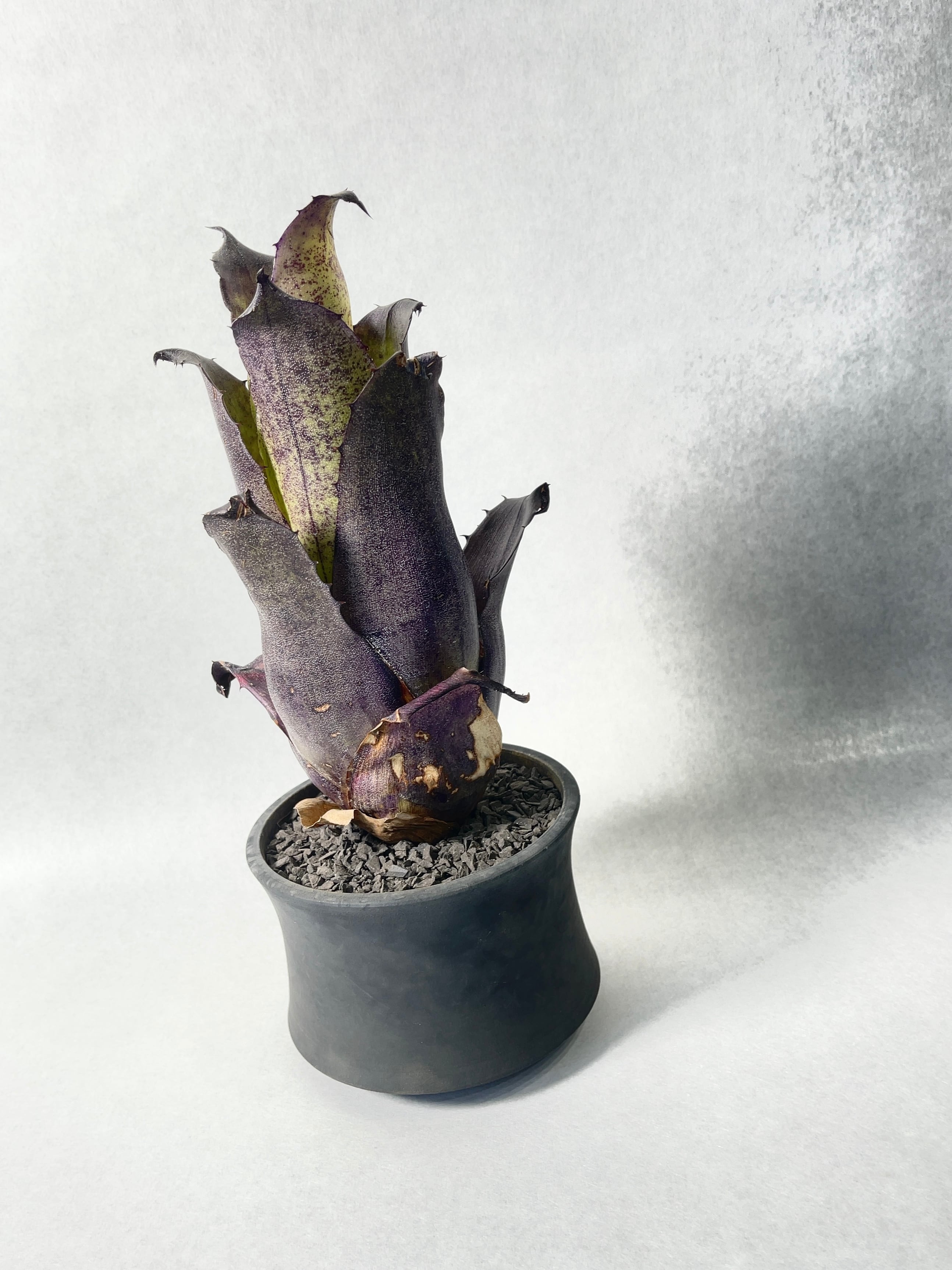 【鉢植え・送料込】ホヘンベルギア　レオポルドホルスティ ブラックフォーム沖縄育ち ホヘンベルギア レオポルドホルスティブラック 【観葉植物 3.5号／1個 ブロメリア・エアープランツ