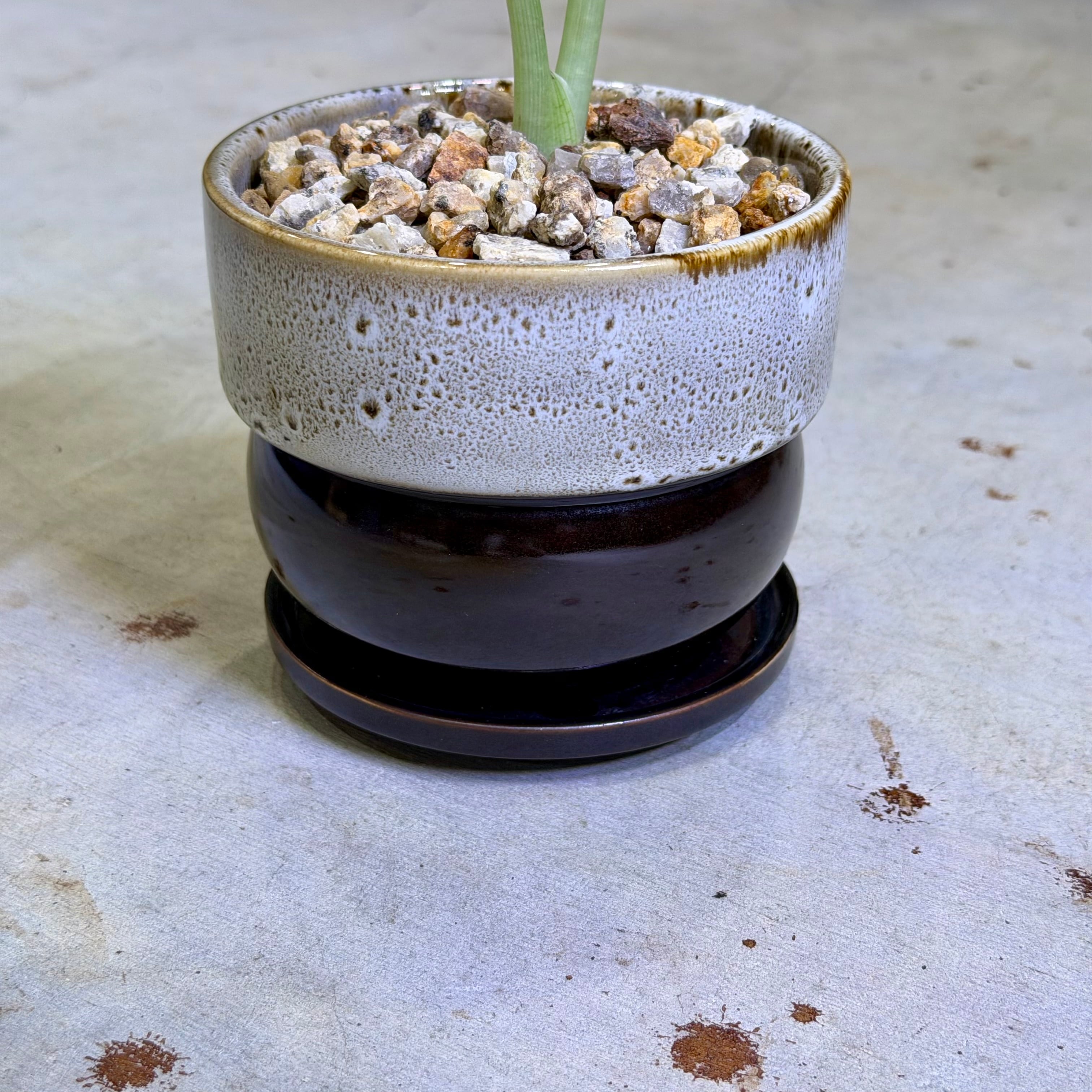 アロカシア・マハラニ | barrelplants_BONSAI