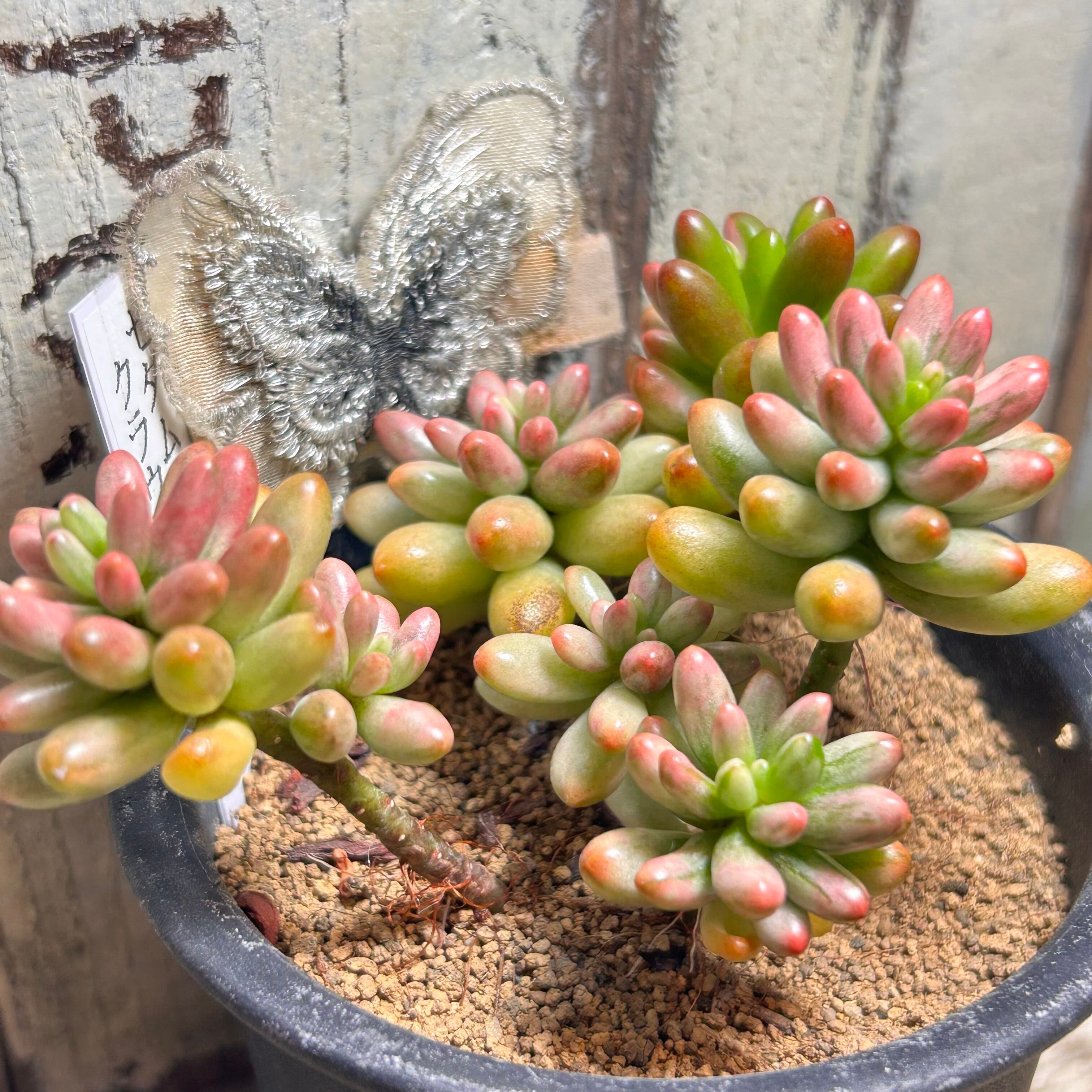 B)クラウゼン錦 セダム | RuPo 多肉植物専門店