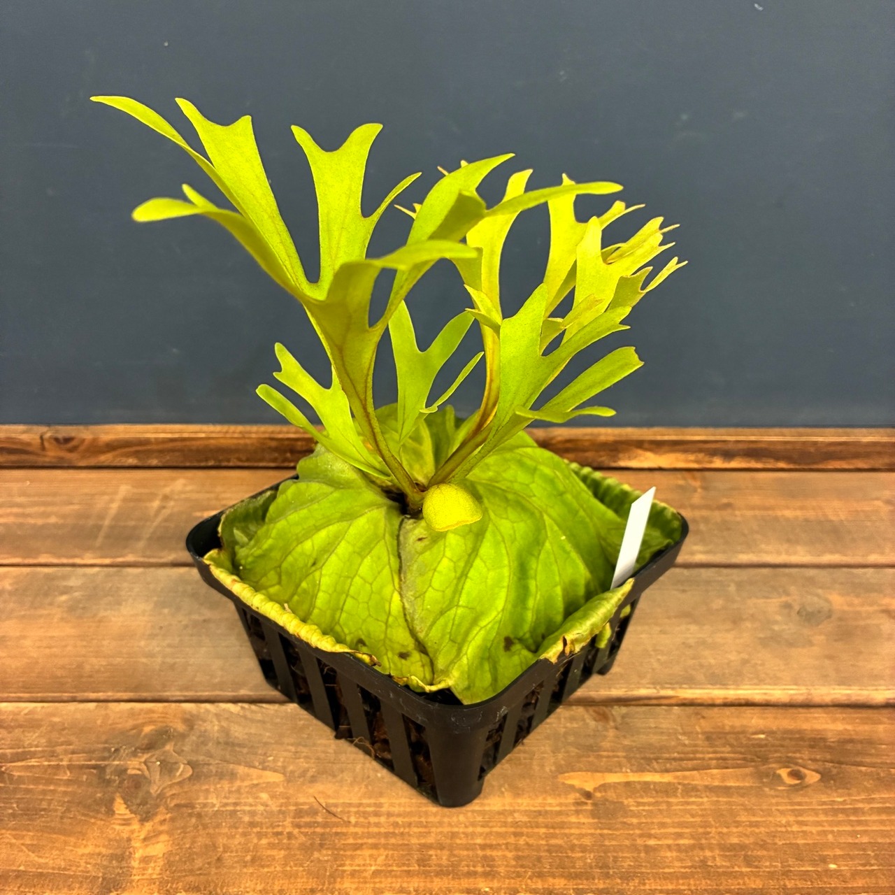 【伊藤蟻】ビカクシダ　リドレイ優良実生　P.ridleyi （upright xluster fronds #1 & undulated fronds） mix sporeling【1151】