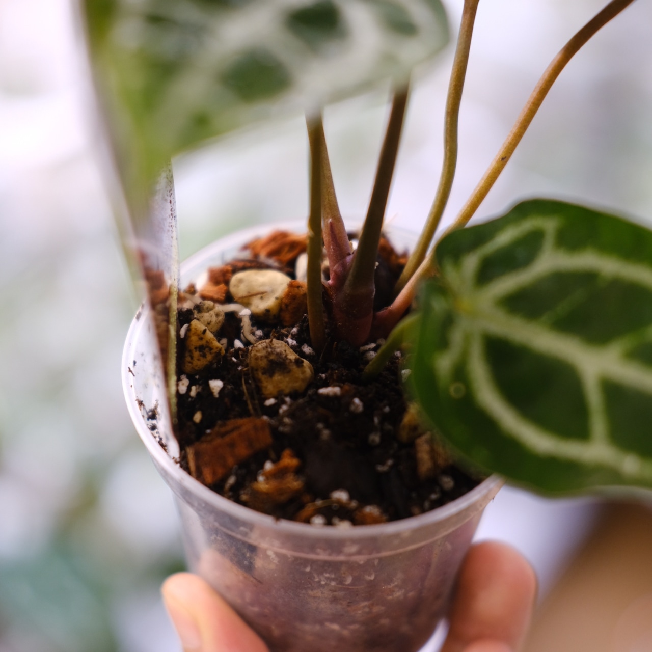 【希少】Anthurium 'Michelle' by DOC BLOCK④ / アンスリウム・ミシェル