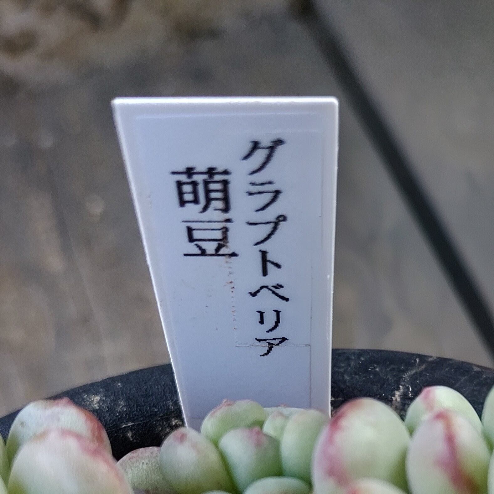 萌豆(B) | RuPo 多肉植物専門店