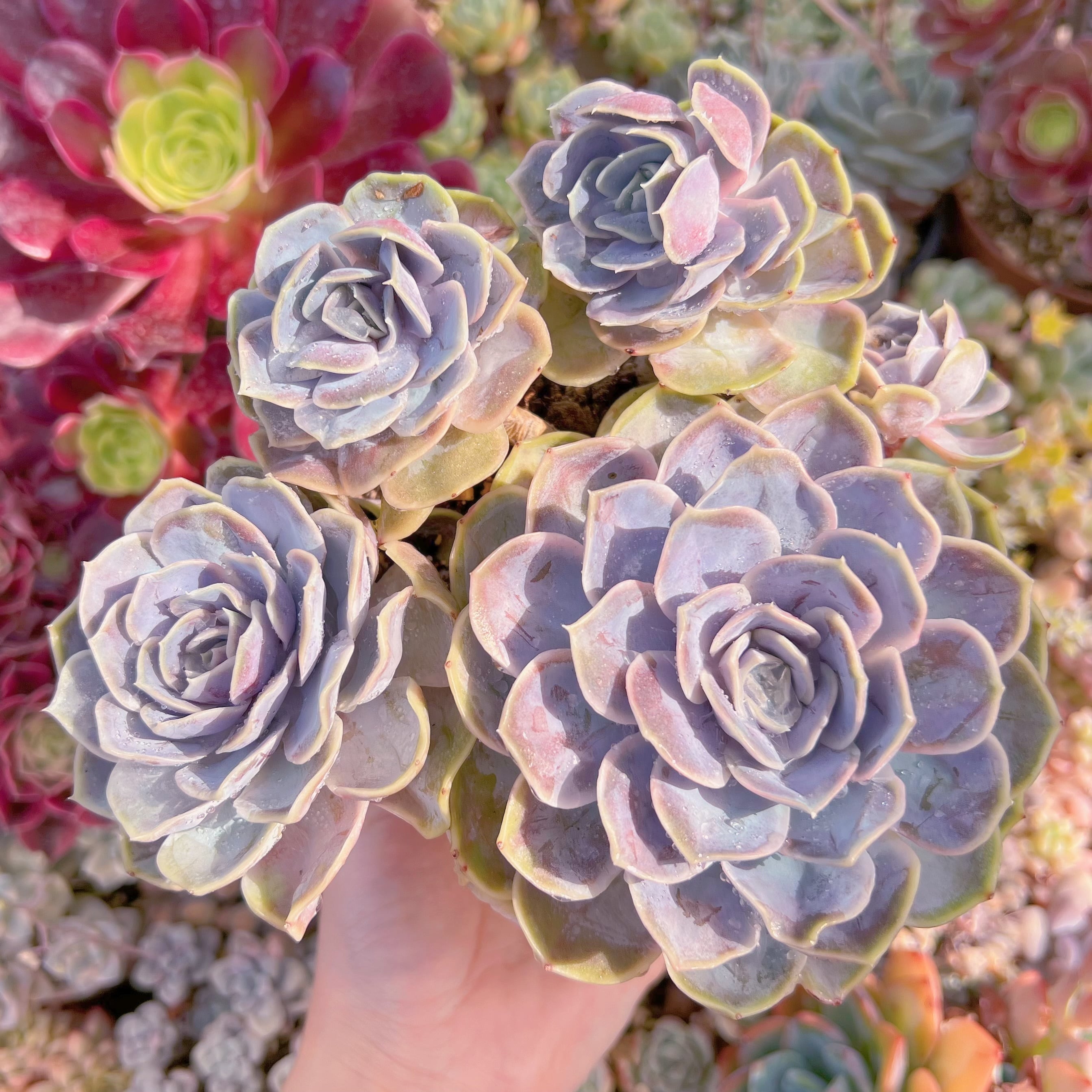 現品　Blue Surprise#727　大群生　るる農園