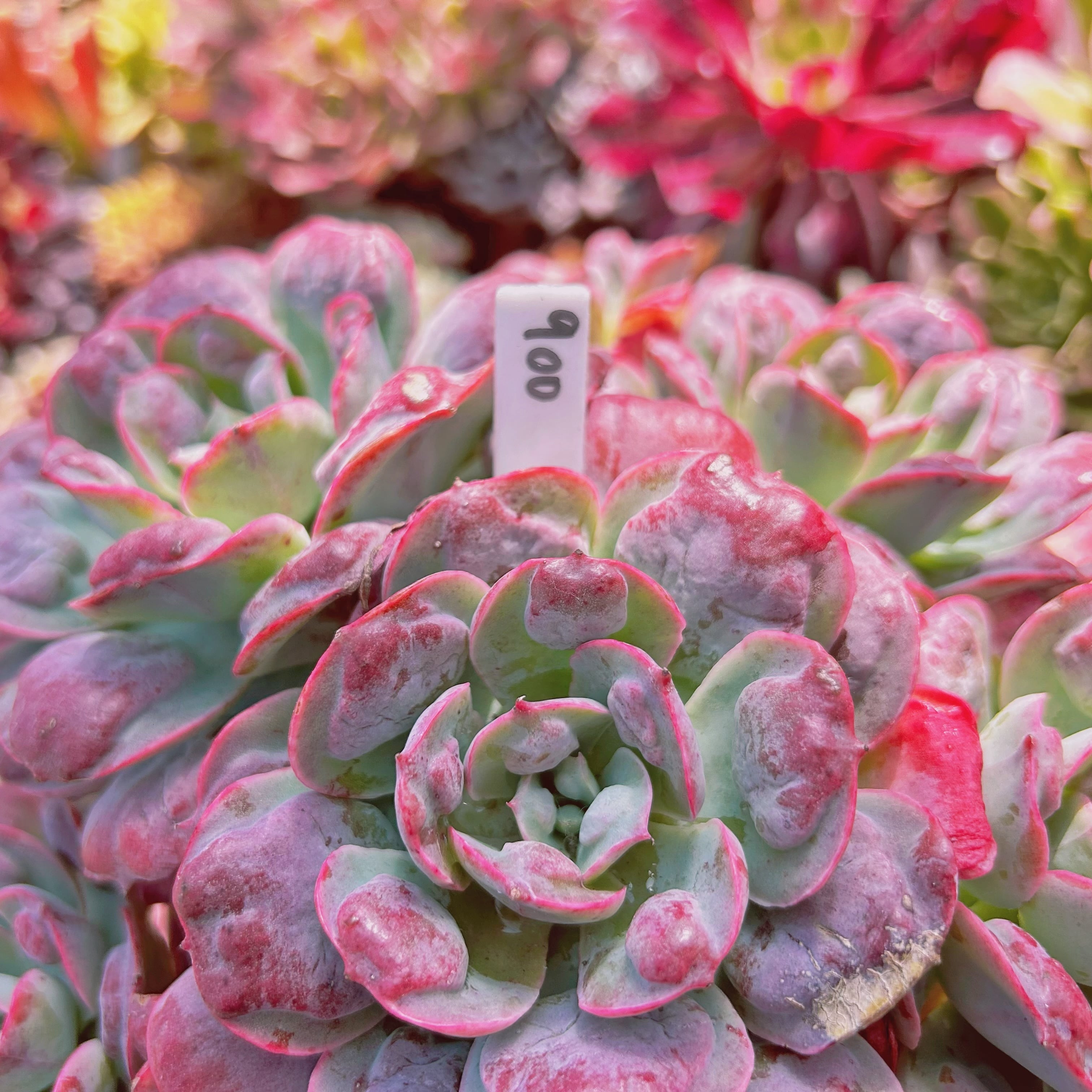 900現物 多肉植物 レインドロップ 特特大 | るる農園~多肉植物専門