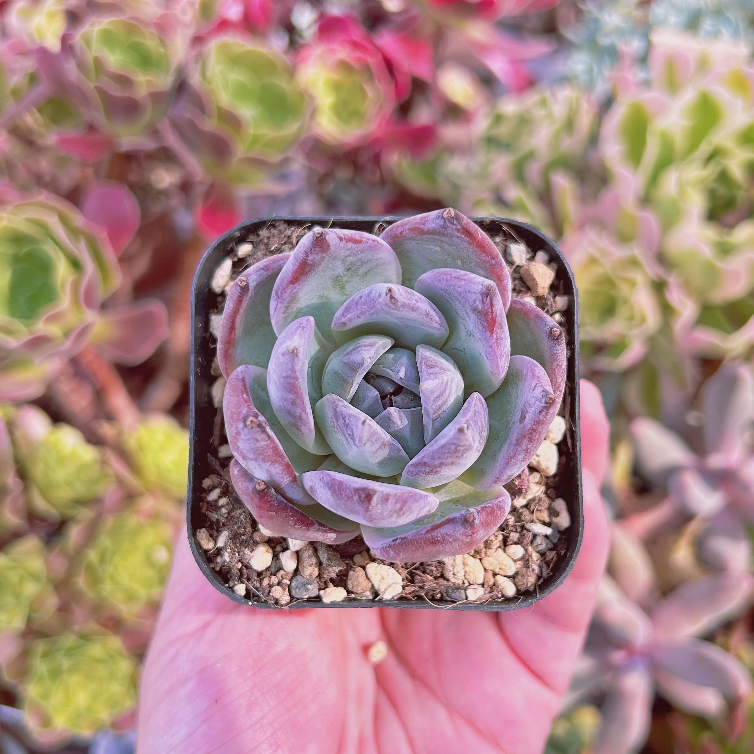 現物　多肉植物　黒武士　抜き苗