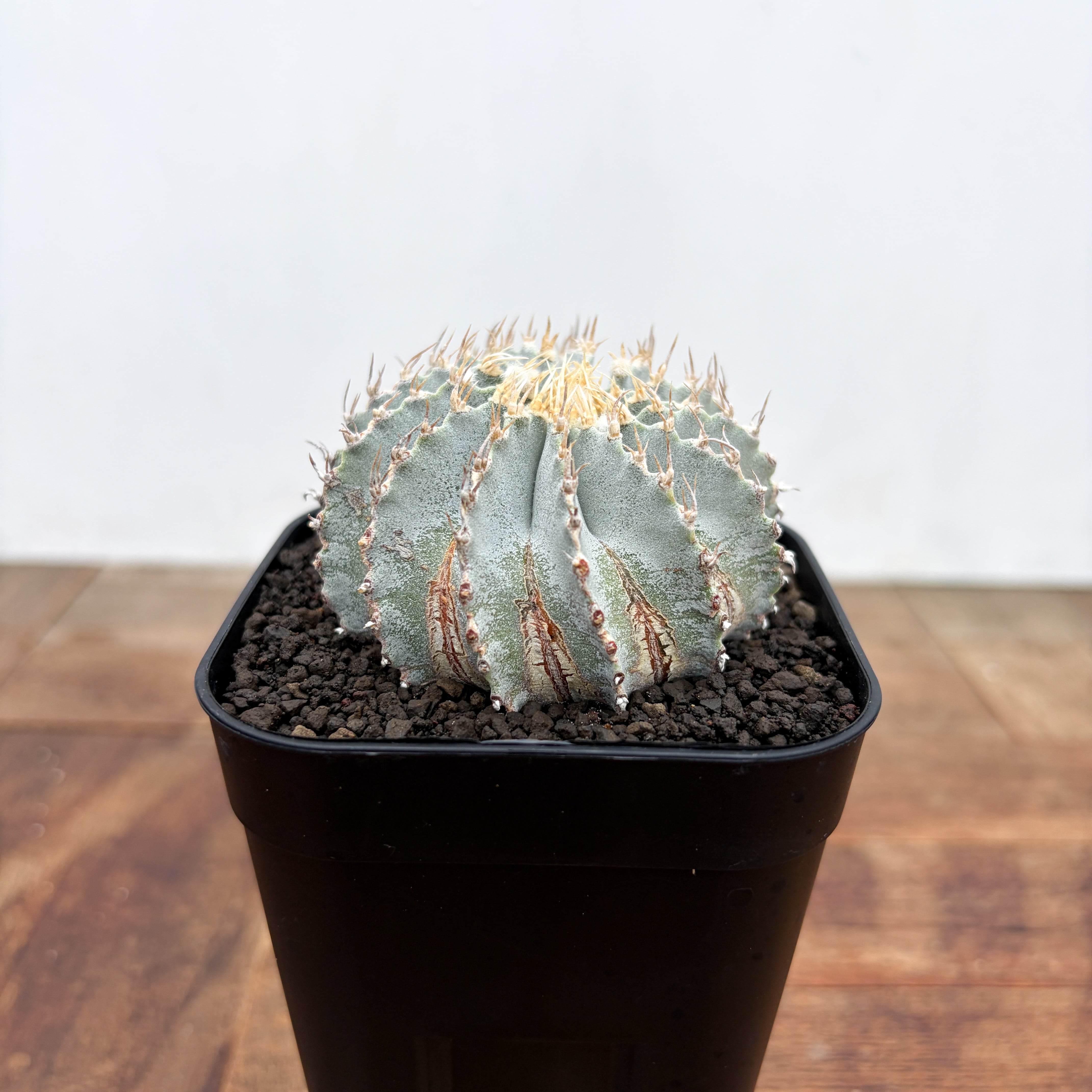 Aztekium ritteri【アズテキウム・花籠・実生】 | RIMO'S GREEN